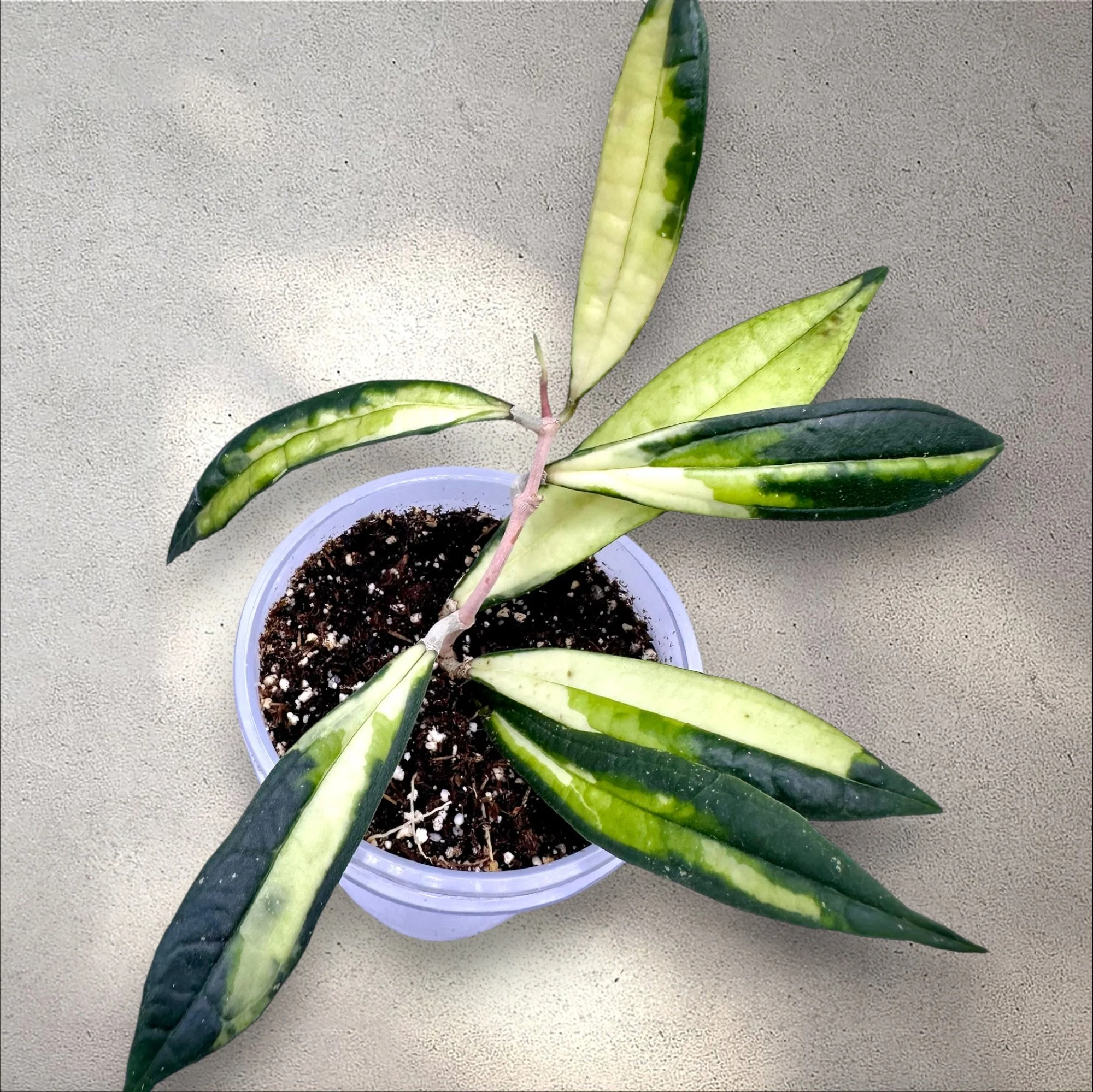 Hoya Rigidifolia Variegated