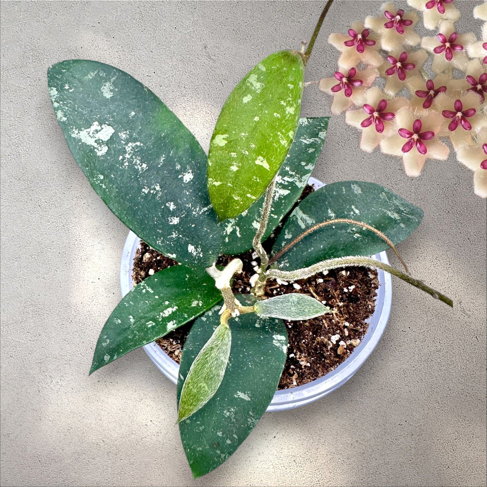 Hoya Phuwuaensis