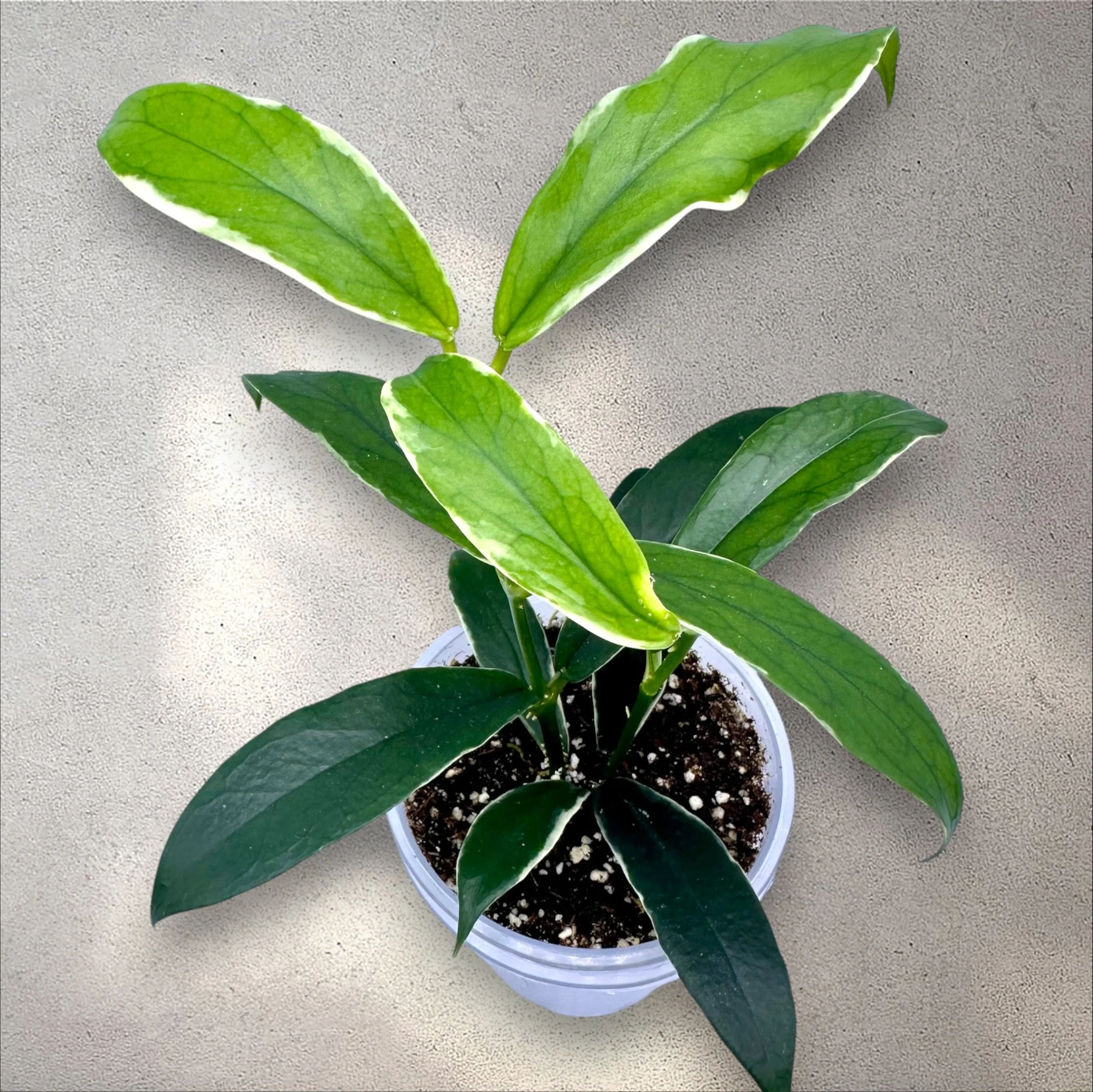 Hoya Lobbii Albomarginata