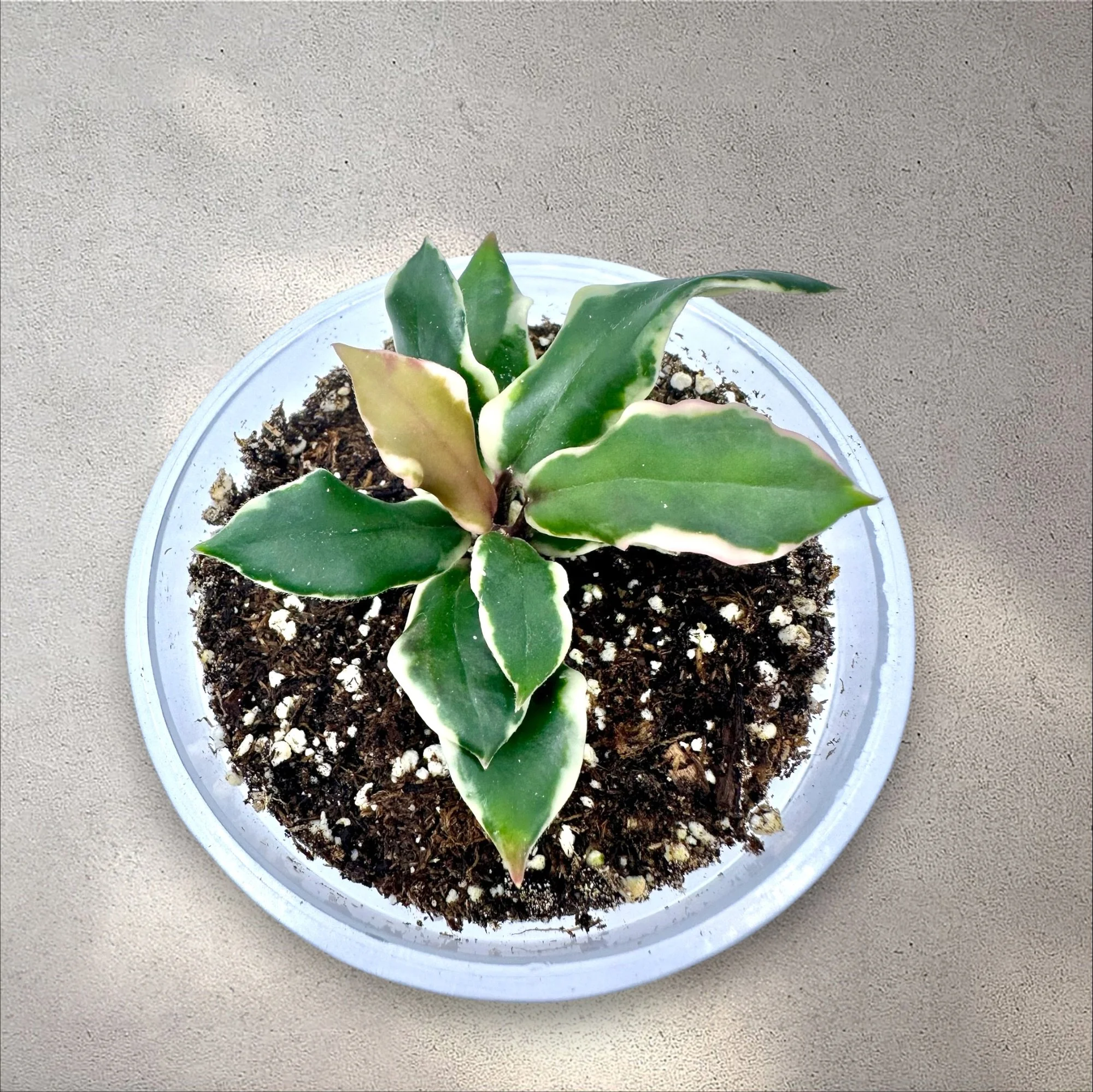 Hoya Carnosa 'Holliana'