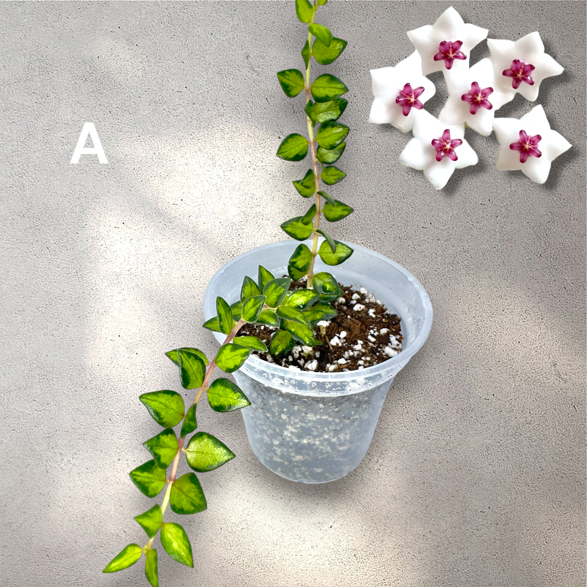 IMG_7607-Photoroom.PNG