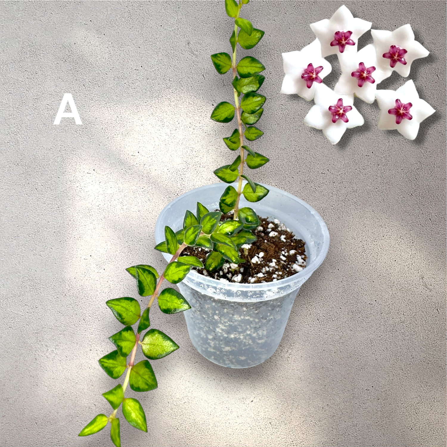 Hoya Chinghungensis Variegated — Plant Positivity with Rowe