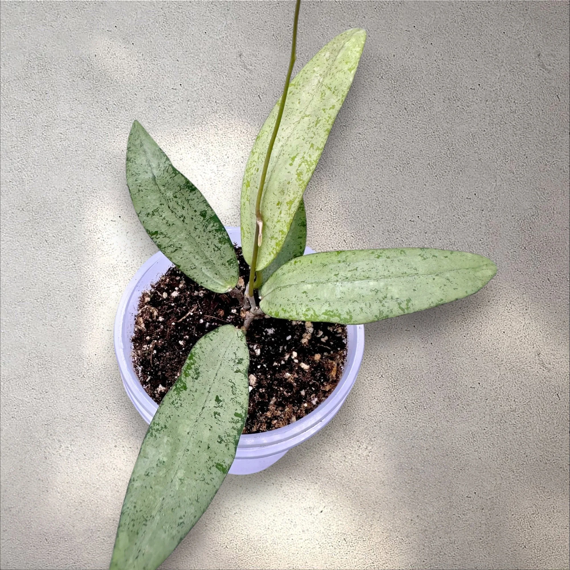 Hoya sp Bengkulu Silver