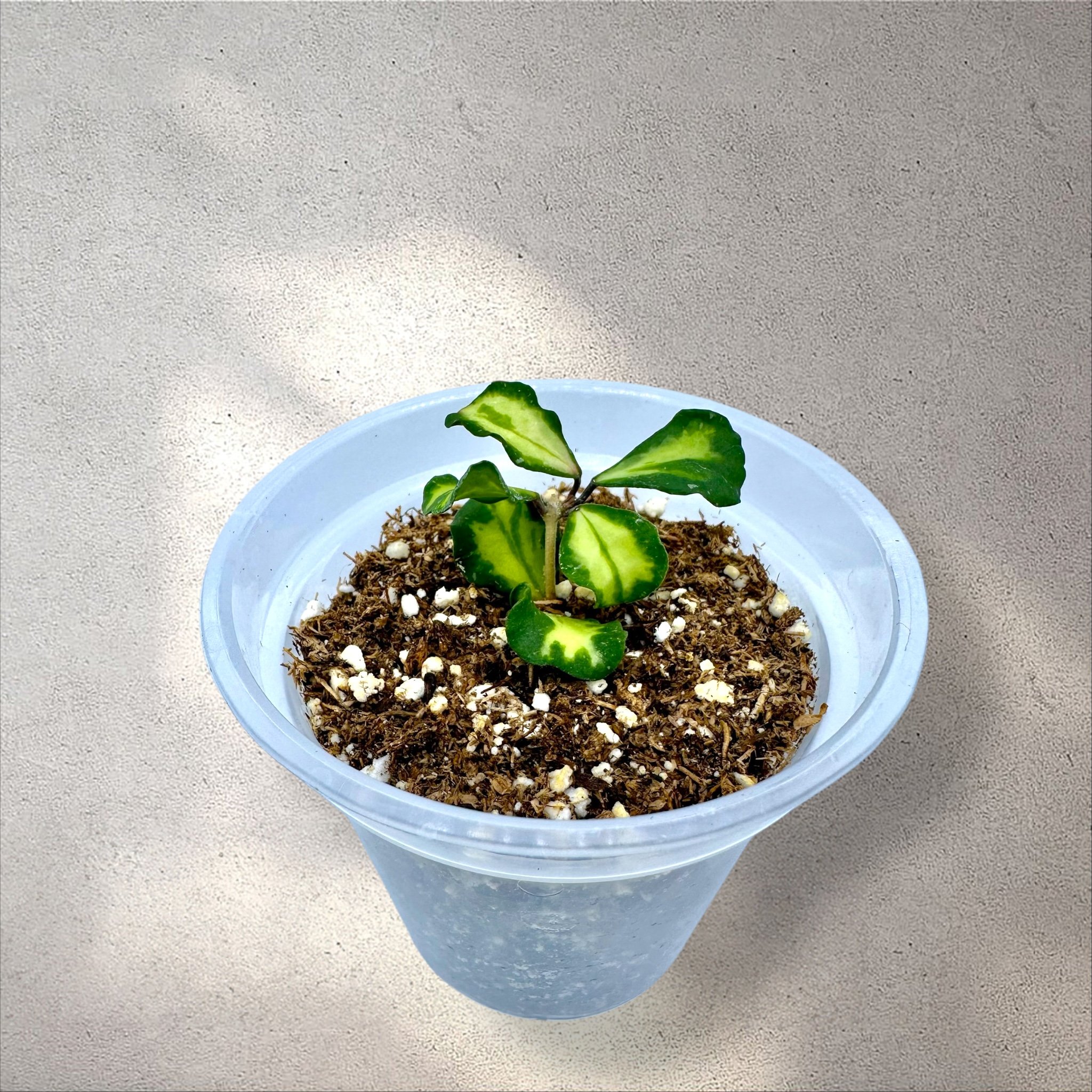 Hoya Pulleana (IM-02) — Plant Positivity with Rowe