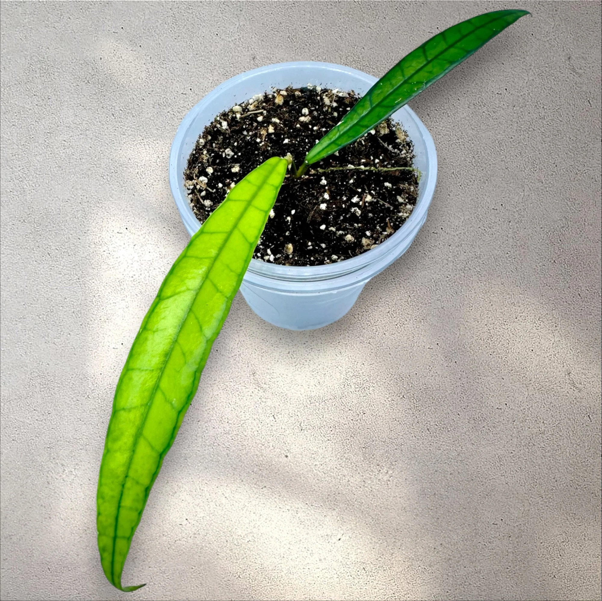 Hoya Callistophylla 'Jungle Spear'
