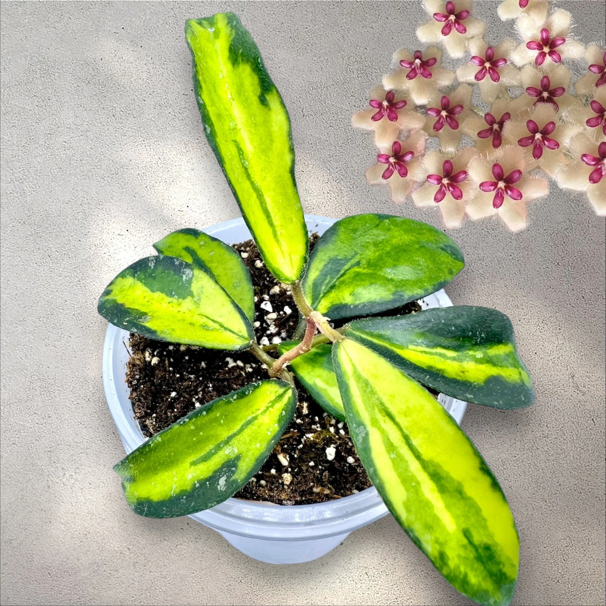 Hoya Phuwuaensis Variegated
