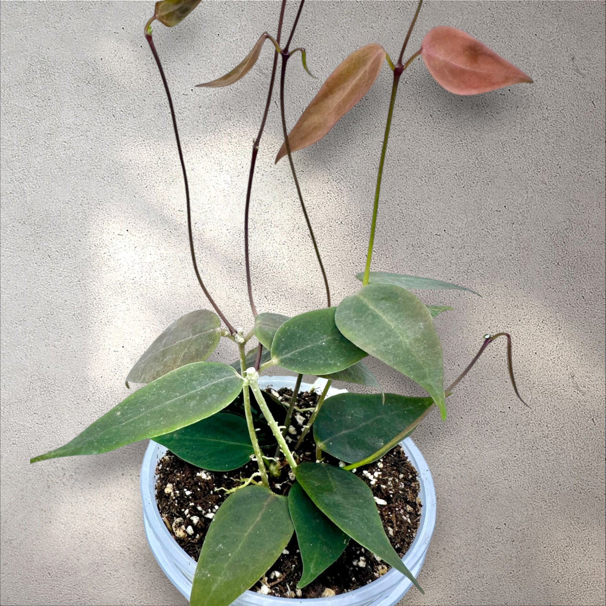 Hoya Carrii NS13-064