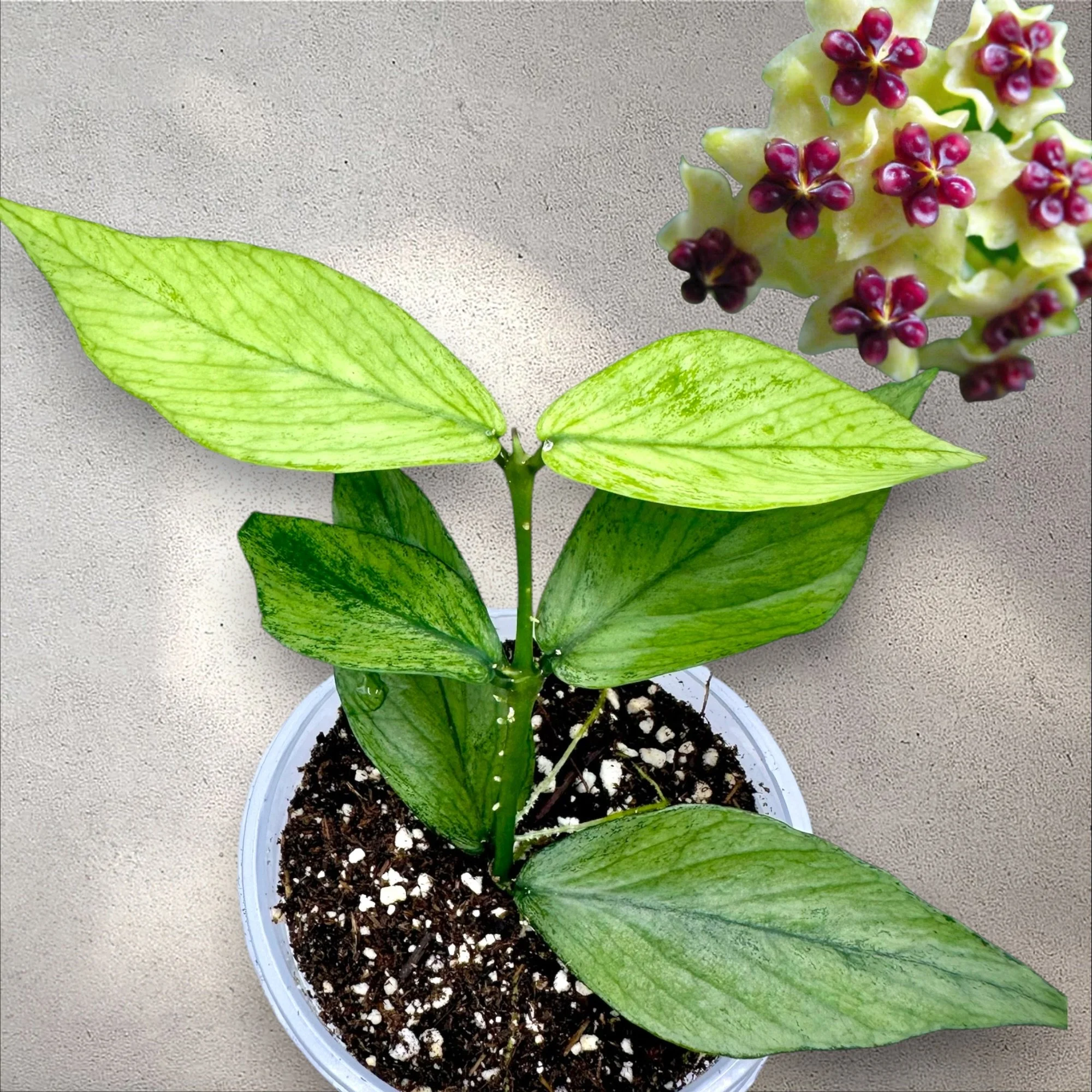 Hoya Polyneura Silver