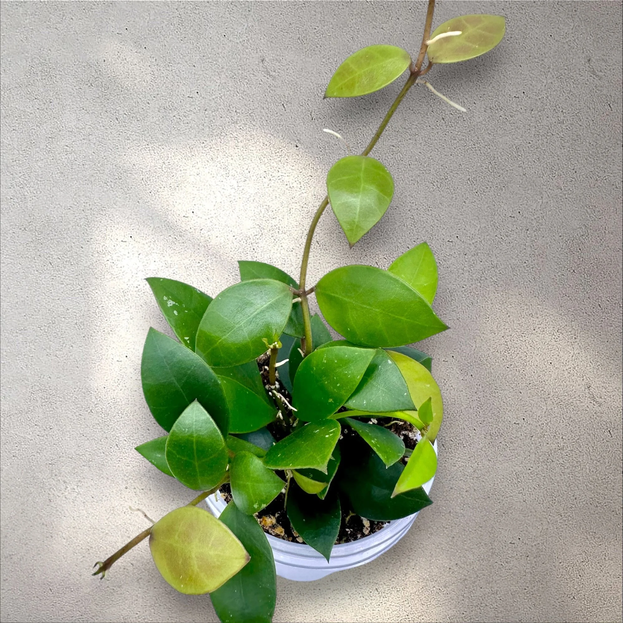 Hoya Sipitangensis
