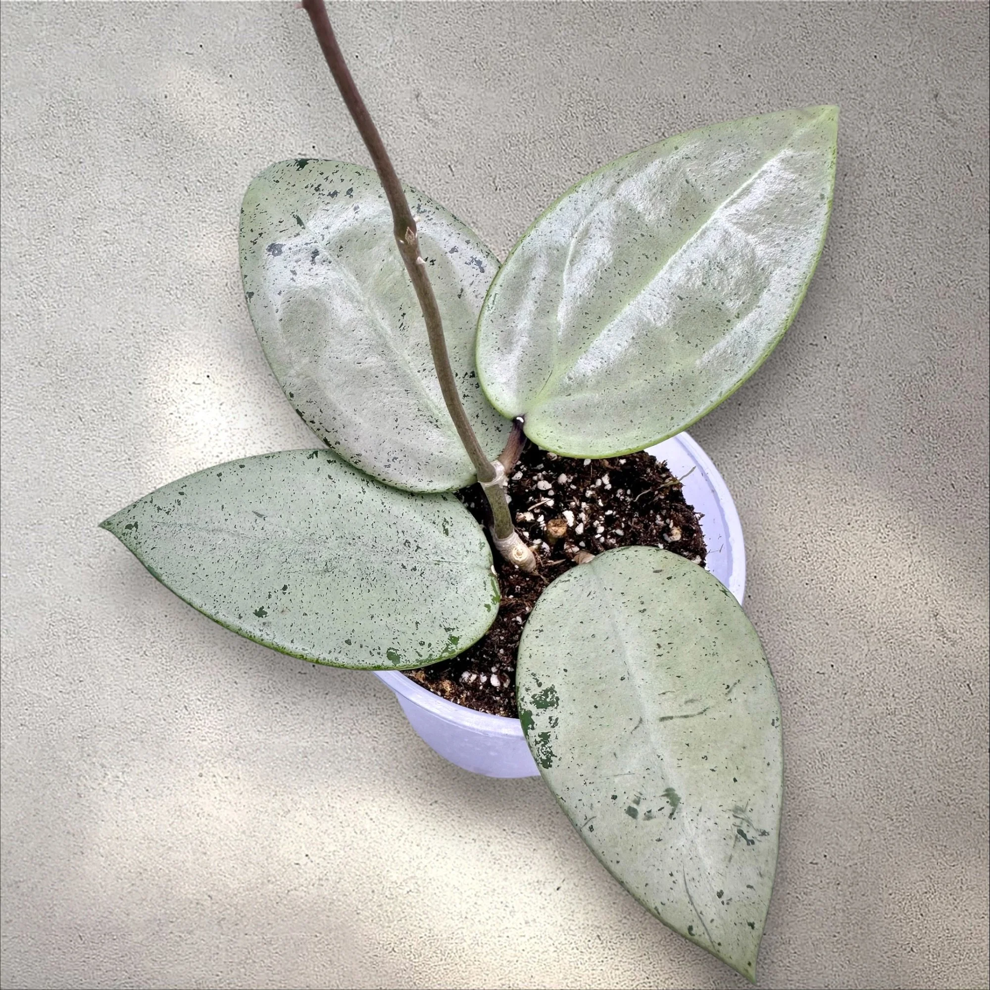 Hoya Verticillata Silver Ghost