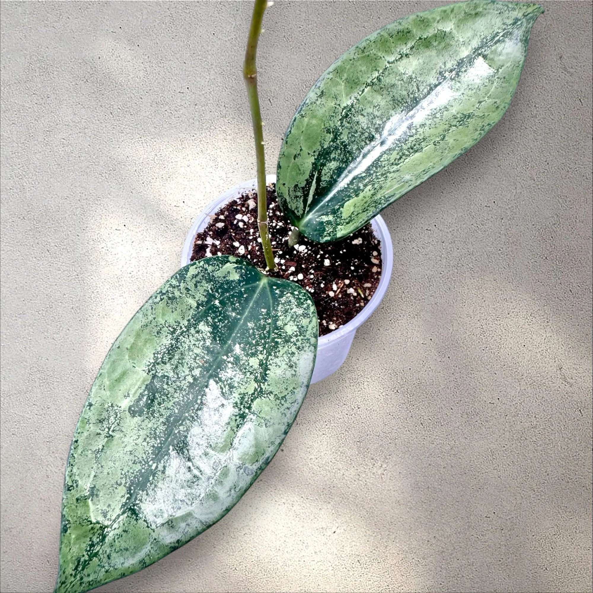 Hoya Latifolia 'Rimba Perak' (Silver)