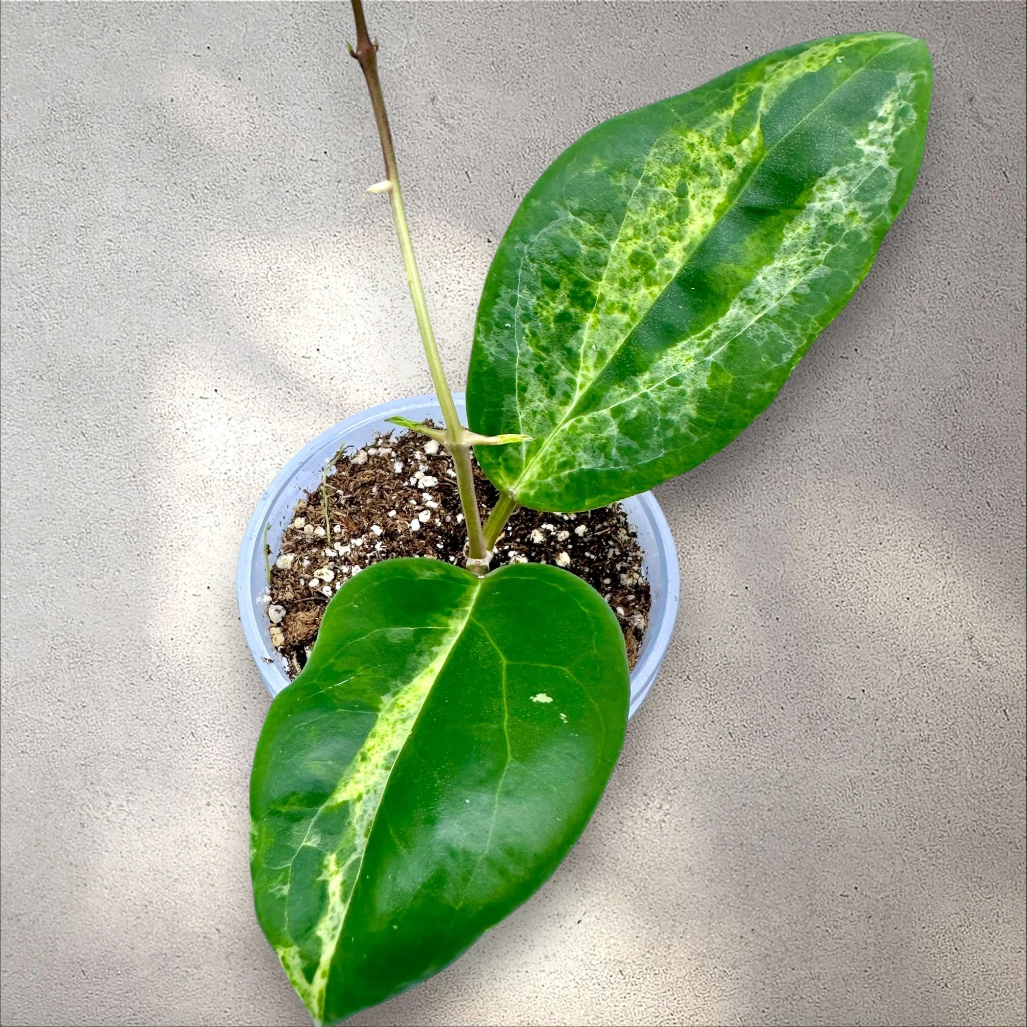 Hoya Candy