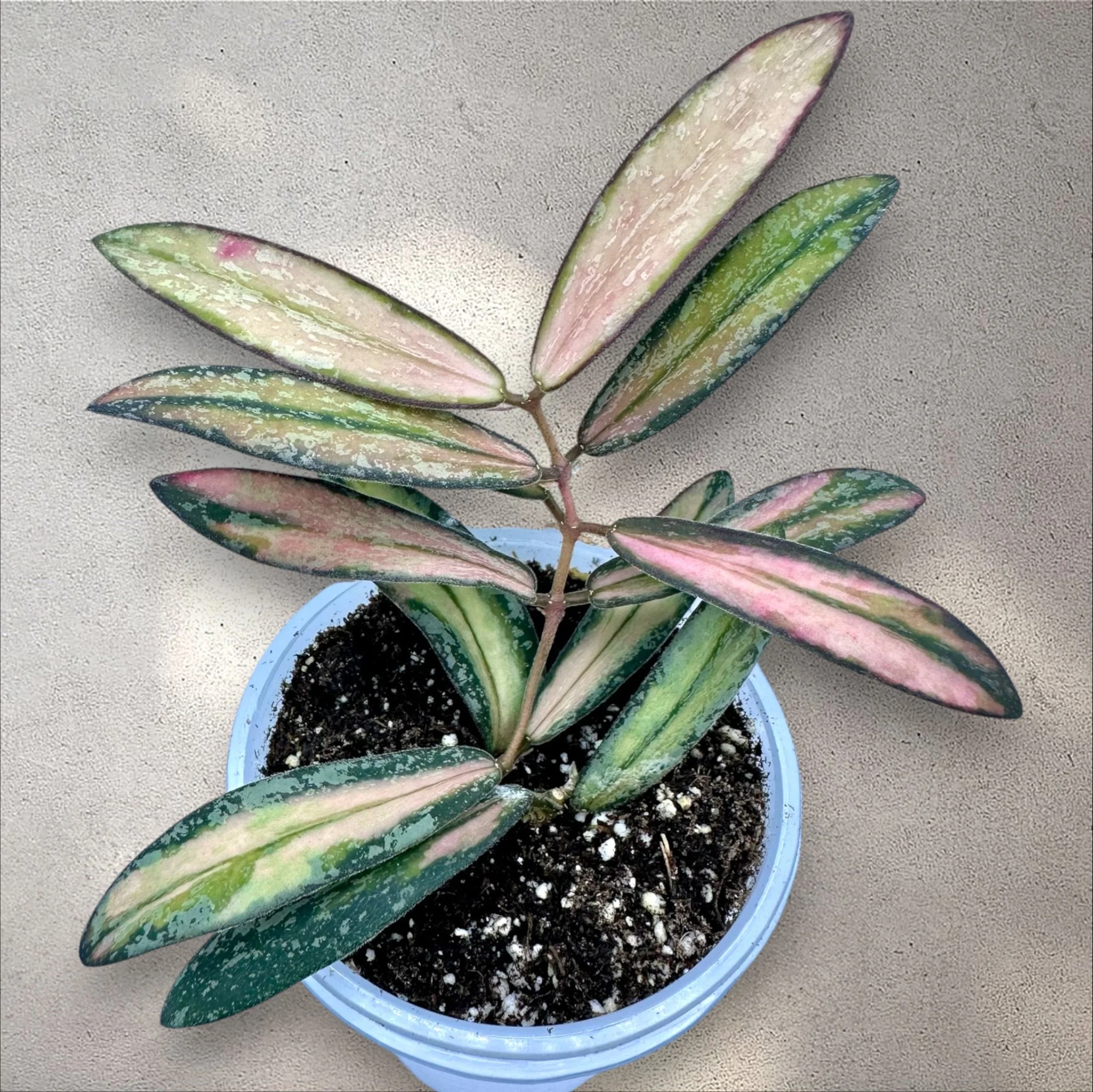 Hoya Sigillatis Inner Variegated