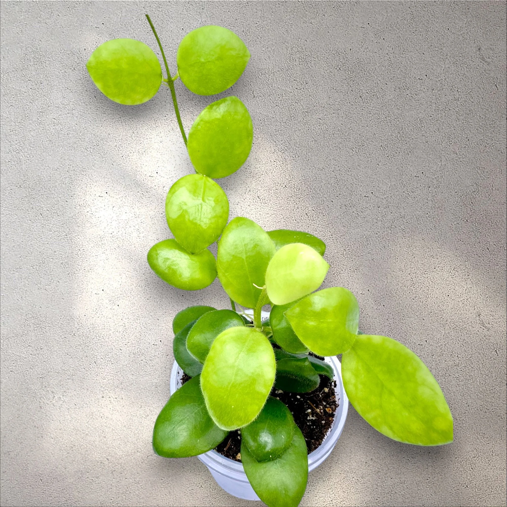 Hoya sp. Pagar Alam
