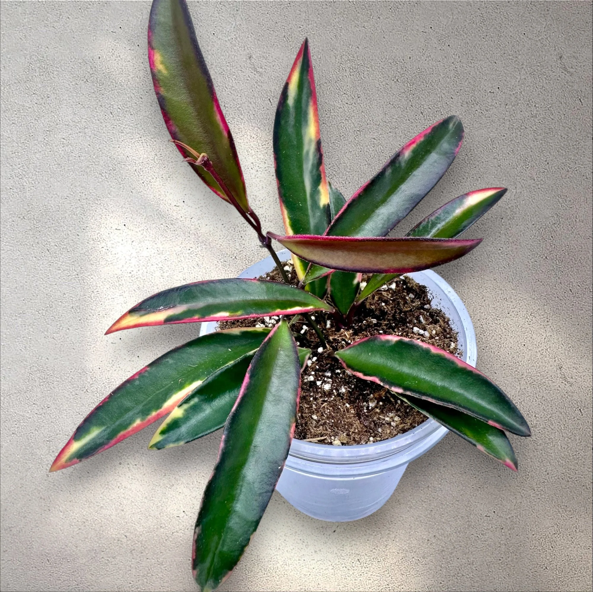 Hoya Kentiana Lori Lyn