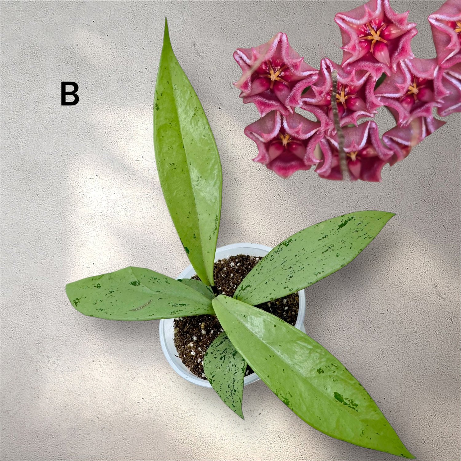 Hoya Pubicalyx Pink Silver Ghost (RARE) — Plant Positivity Hoya Pubicalyx Pink Silver Ghost (RARE) — Plant Positivity