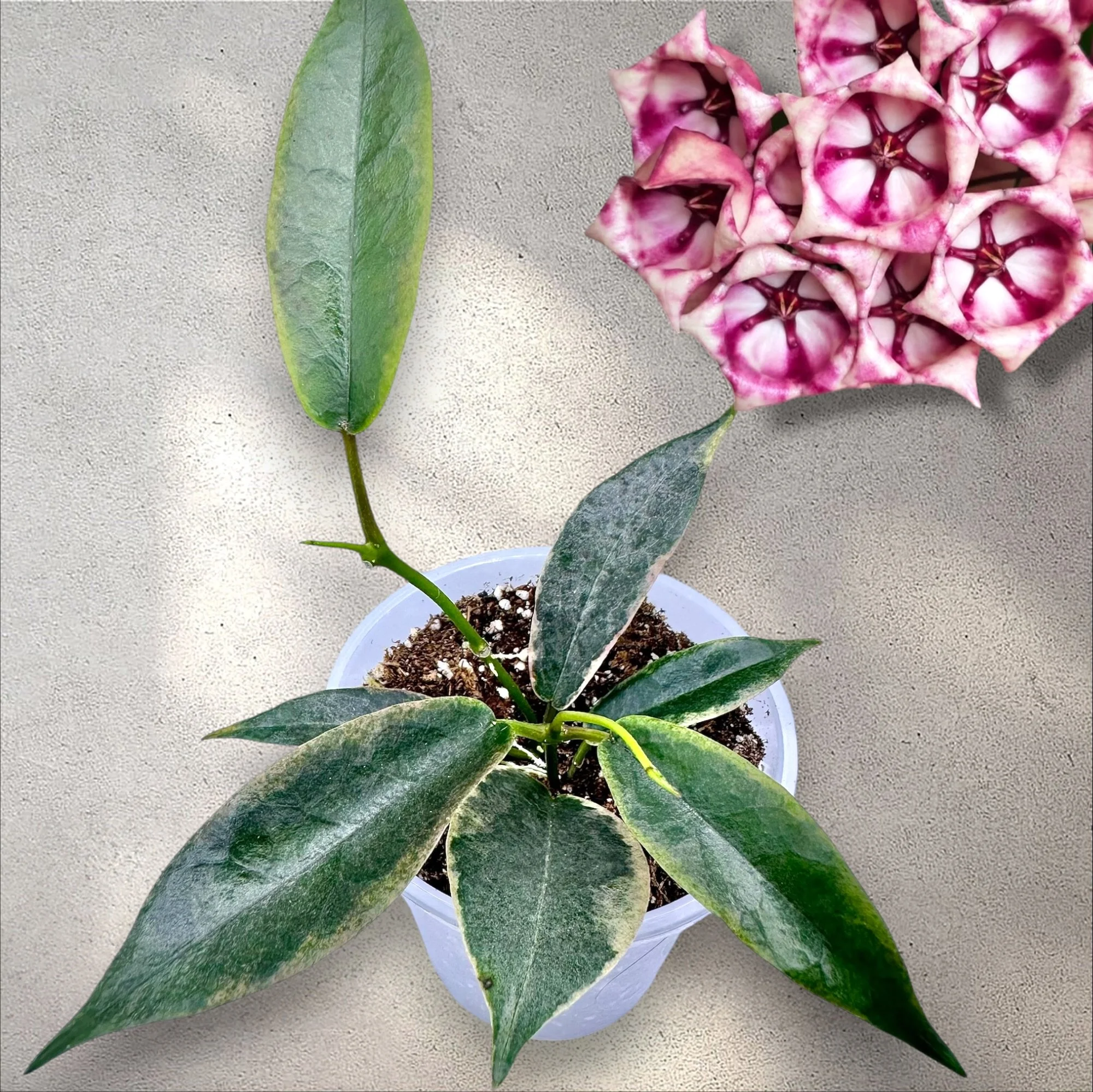 IMG_8141-Photoroom.JPG