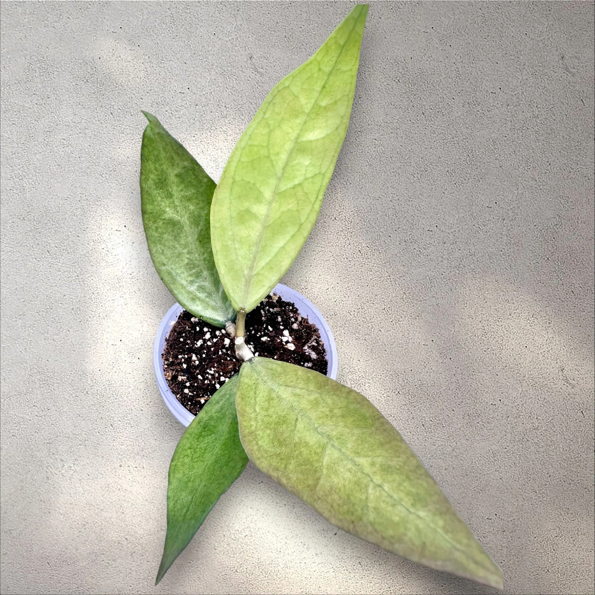 Hoya Germany Silver