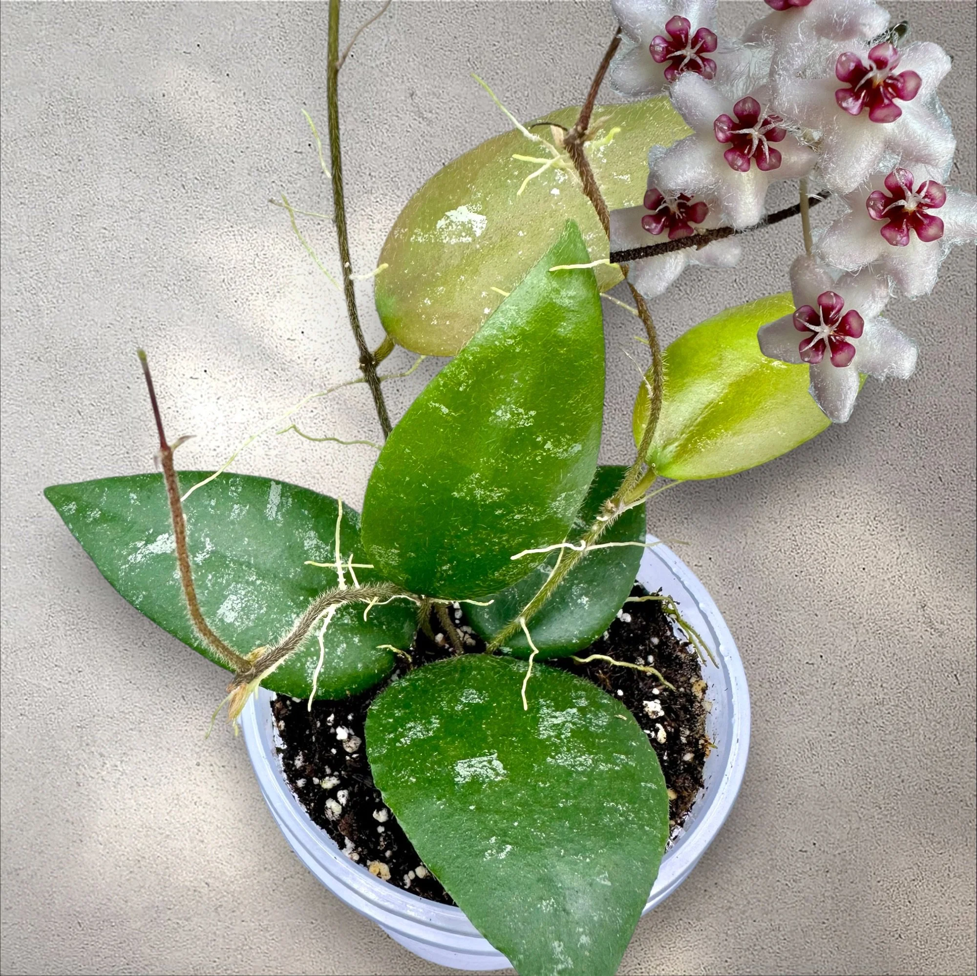 Hoya Caudata Sumatra