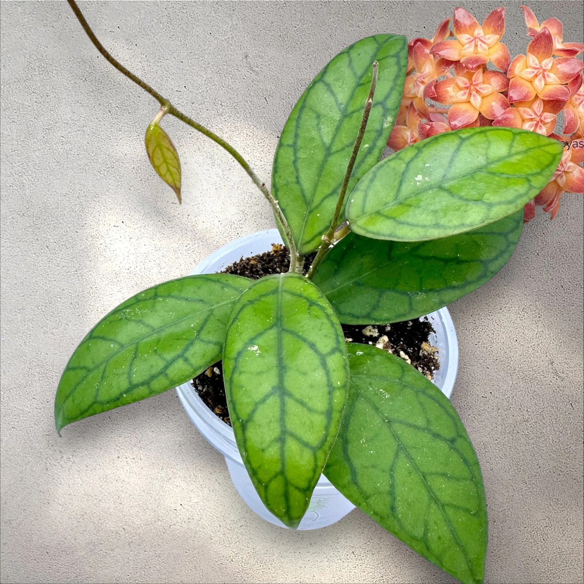 Hoya 'Gabriel' GHX01A