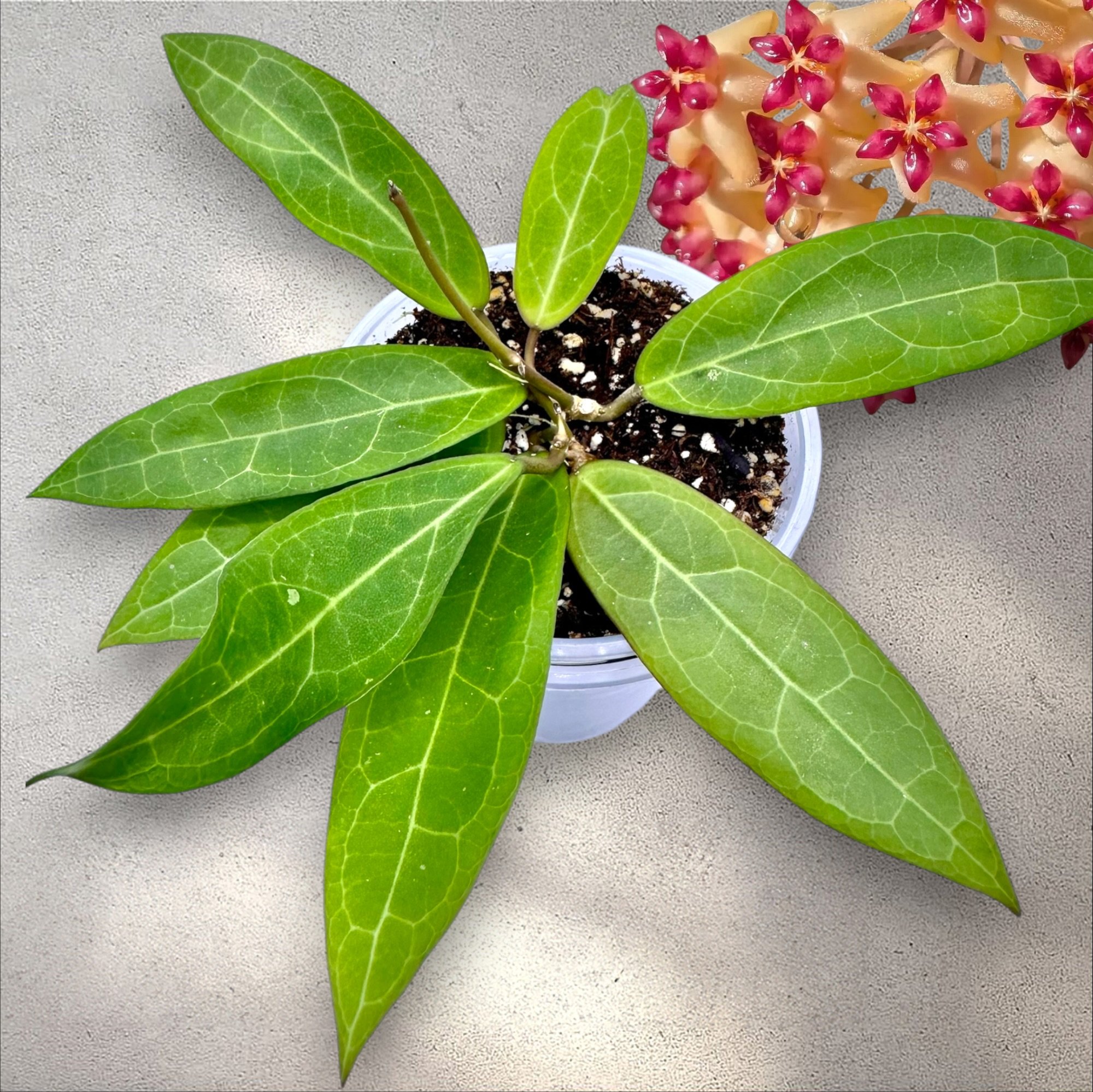 Hoya 'Love Affair' GTX 01-01
