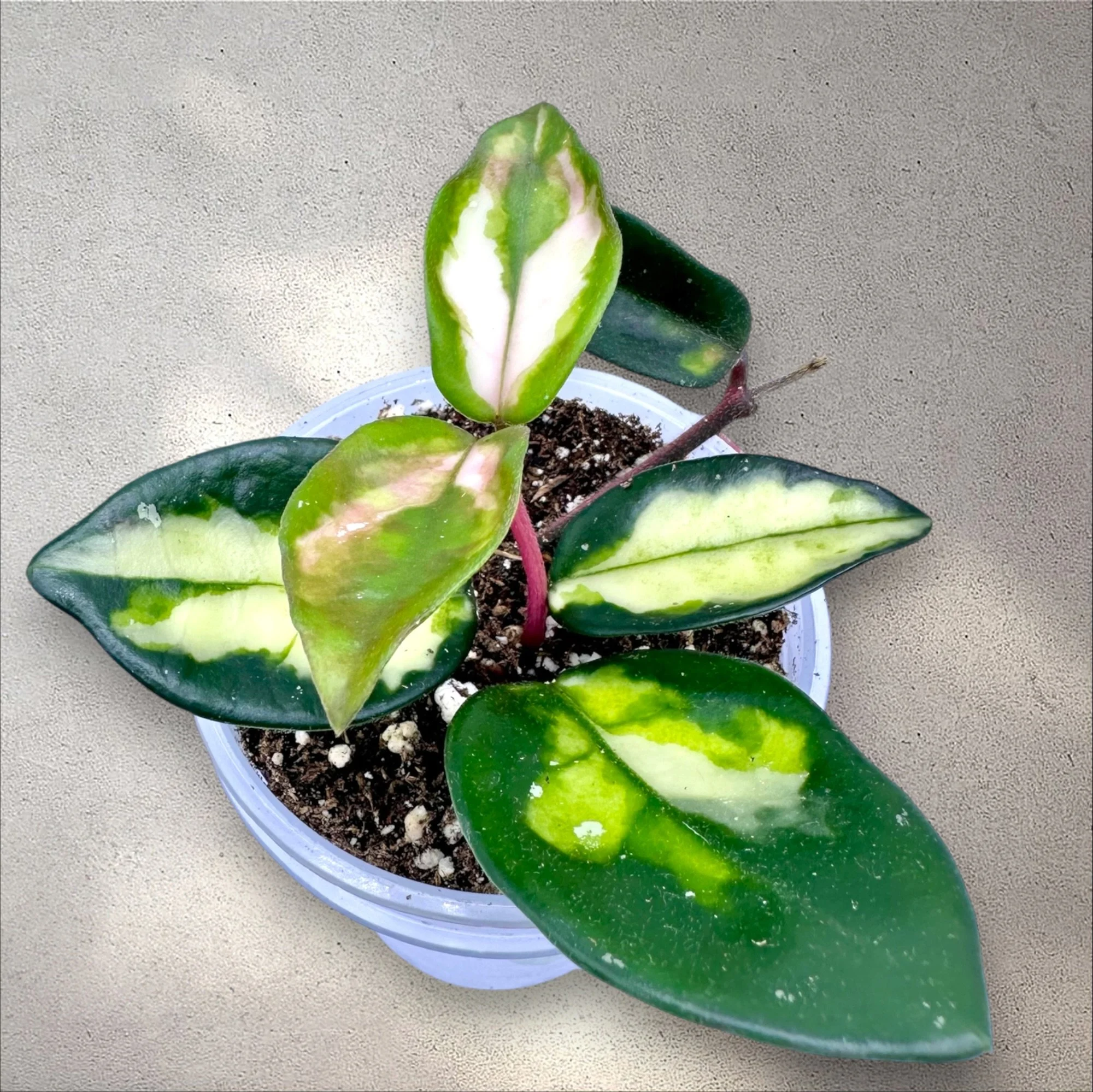 Hoya Carnosa Medio-Picta Rosea