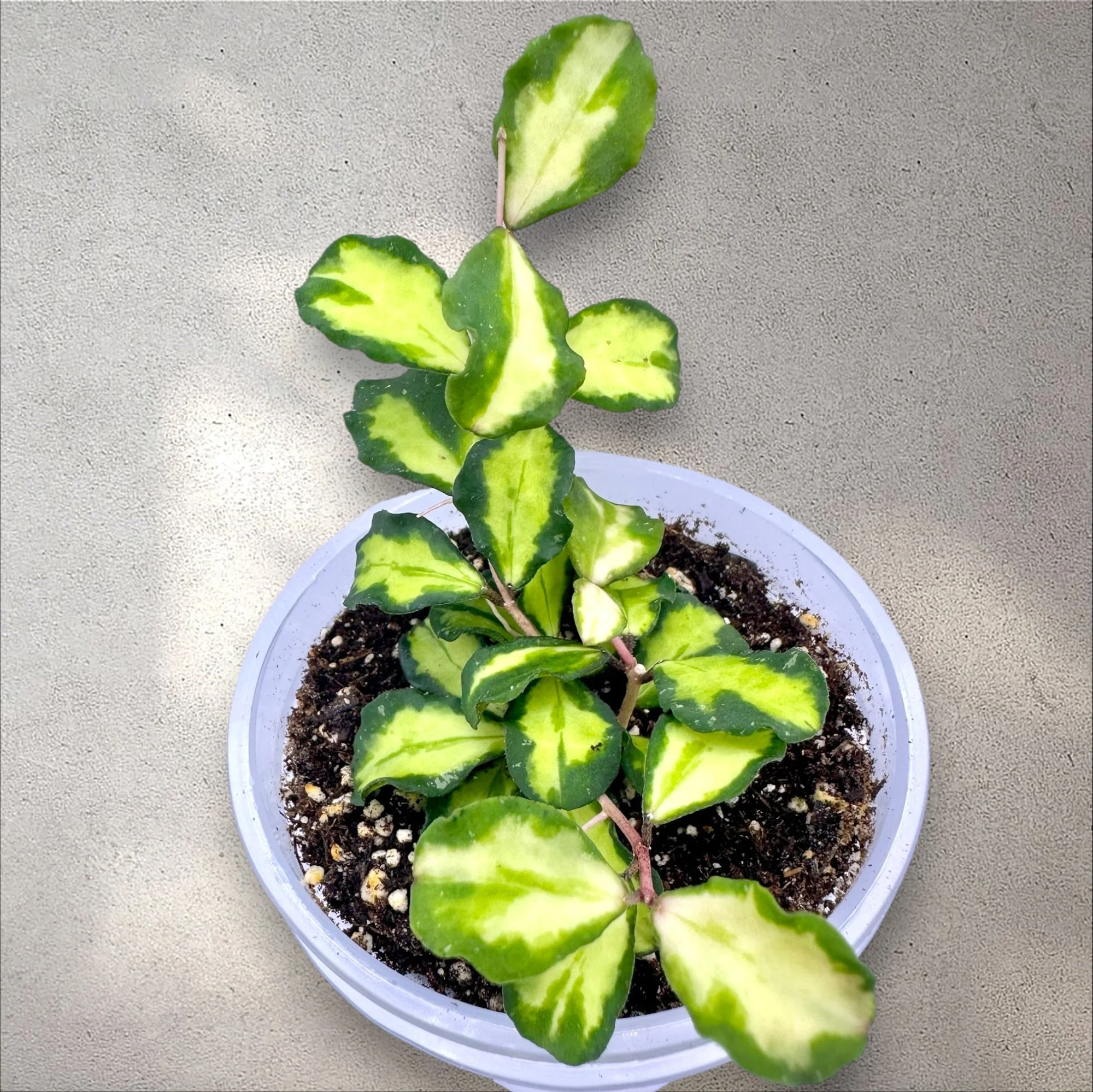 Hoya Kanyakumariana Inner Variegated (RARE)