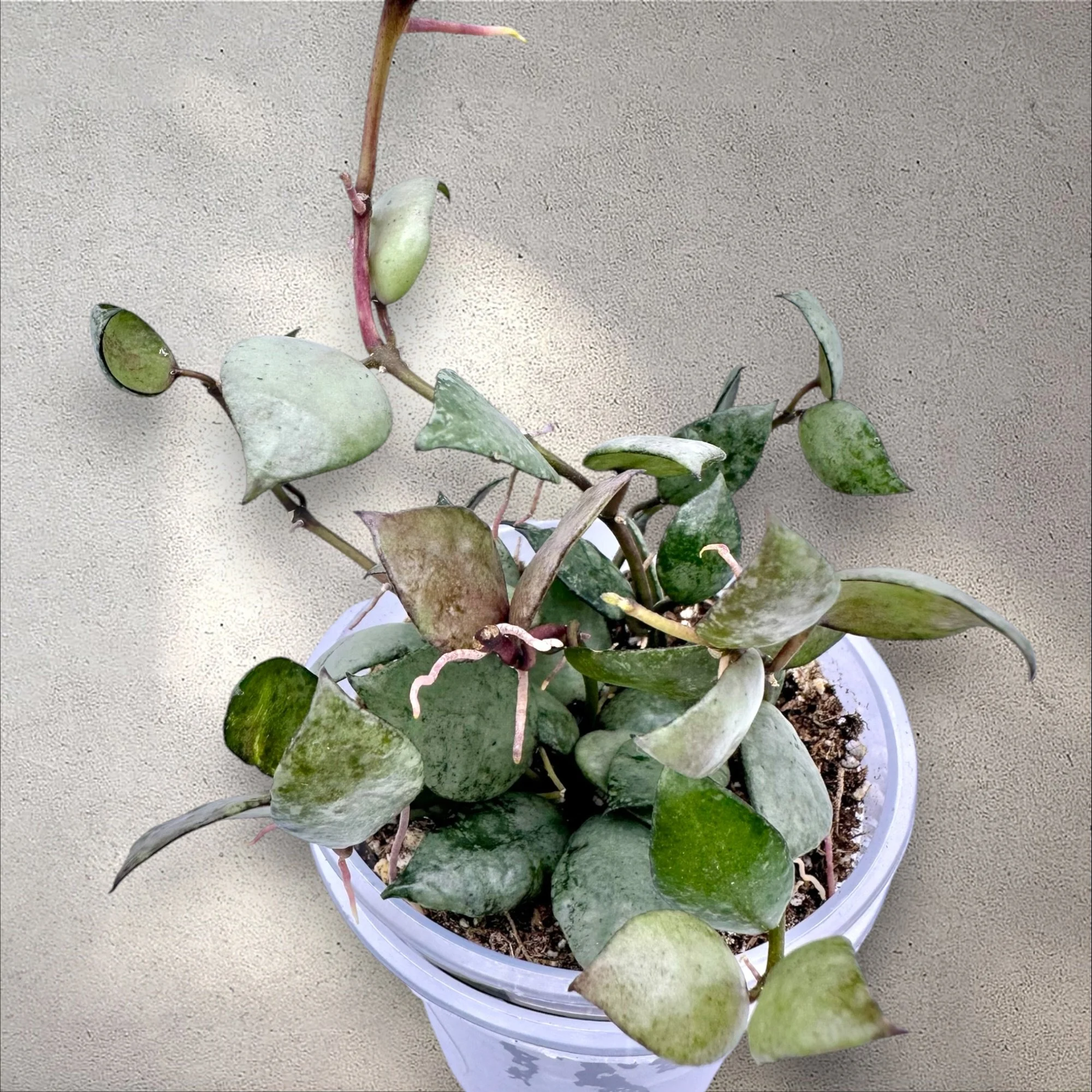 Hoya Lacunosa Violet