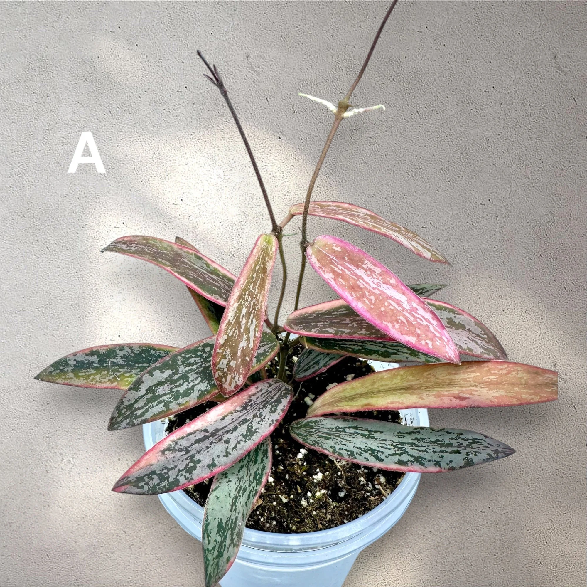 Hoya Sigilatis Outer Variegated (RARE)