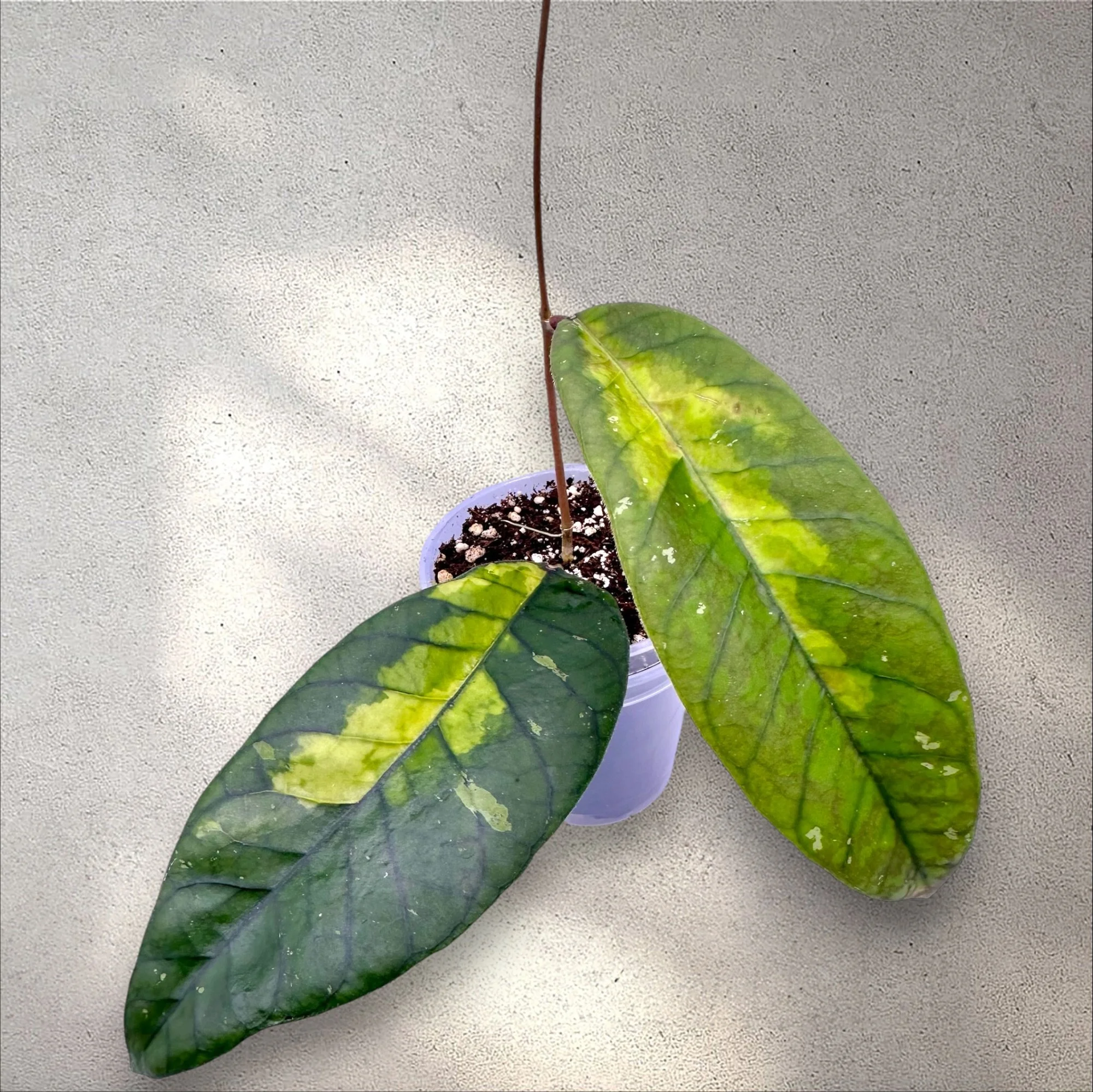 Hoya sp Aceh 'Ladia Galaska'