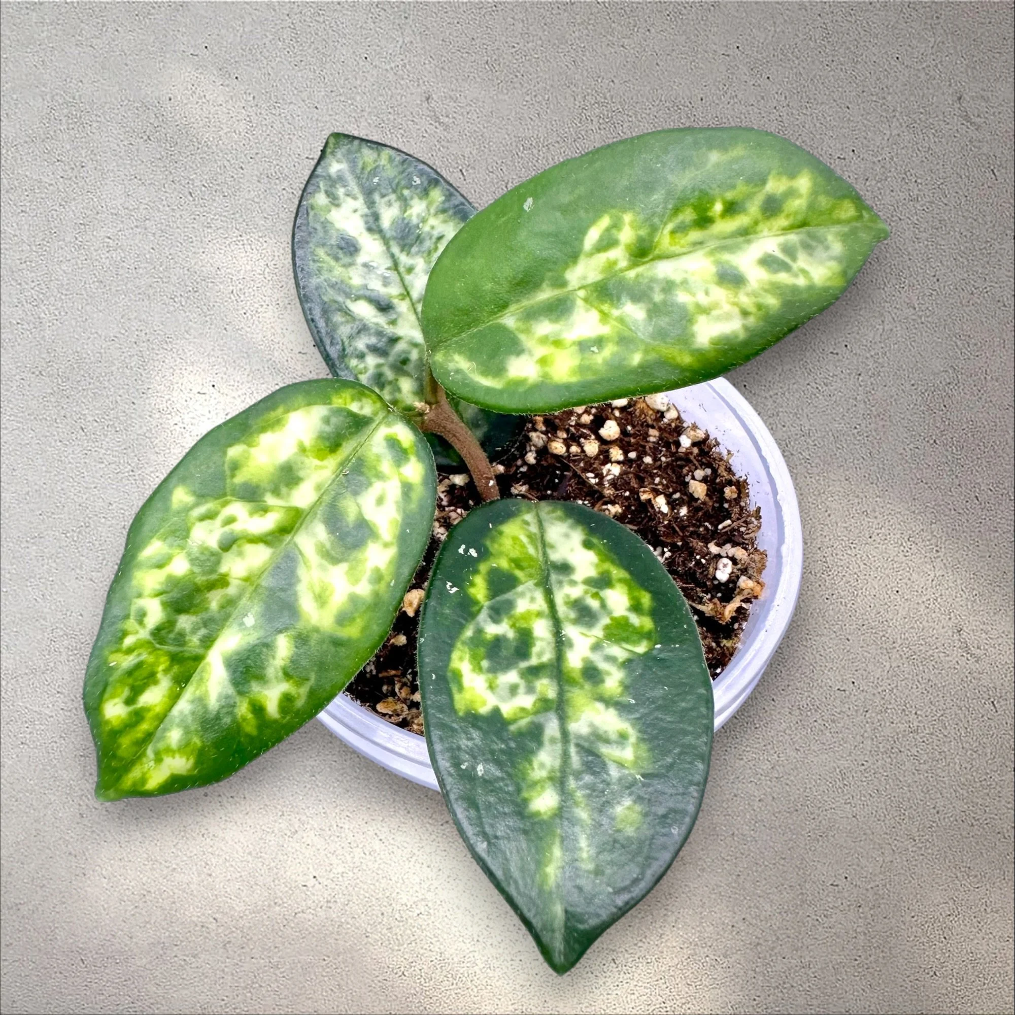 Hoya Carnosa Madara GE