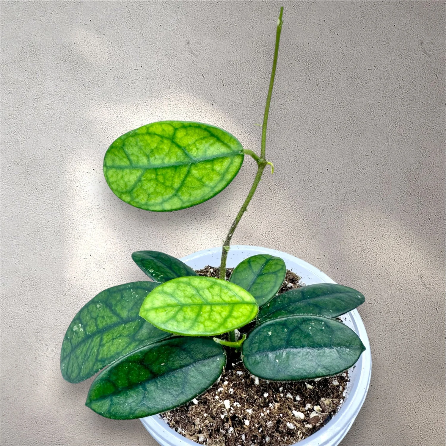 Hoya Lyi 'NOID' - (AKA Hoya Sichuanensis) — Plant Positivity with Rowe
