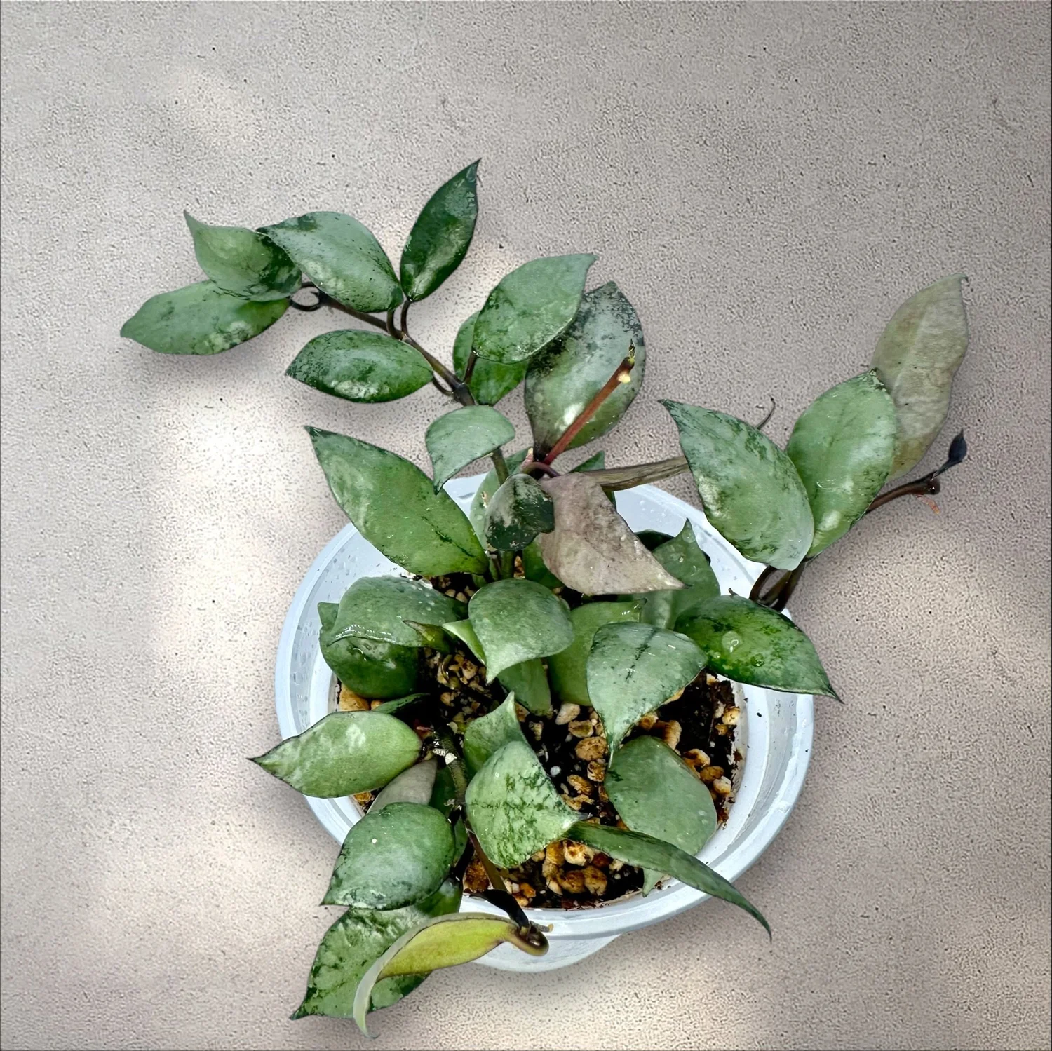Hoya Lacunosa Violet — Plant Positivity with Rowe