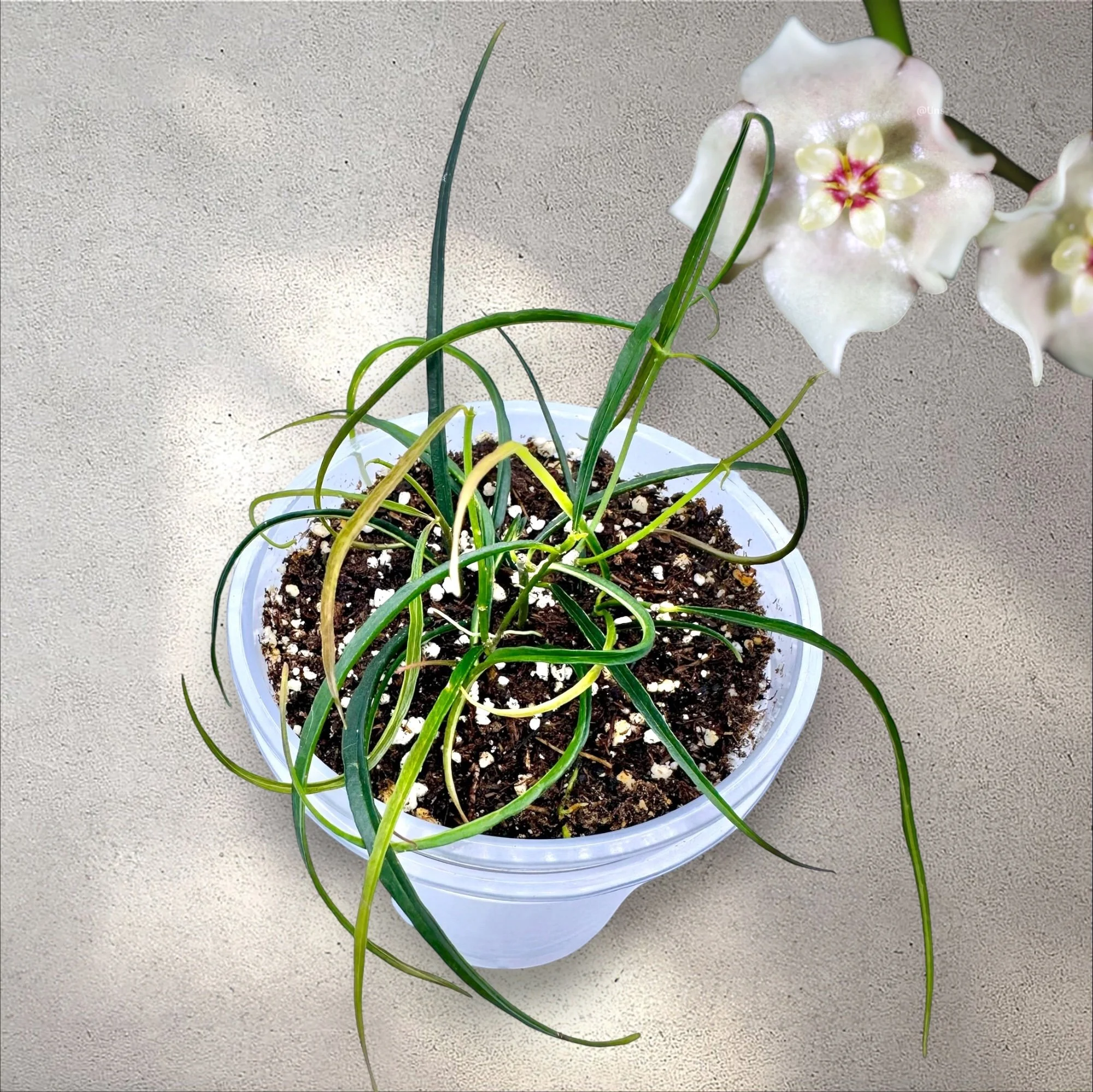 Hoya Stenophylla