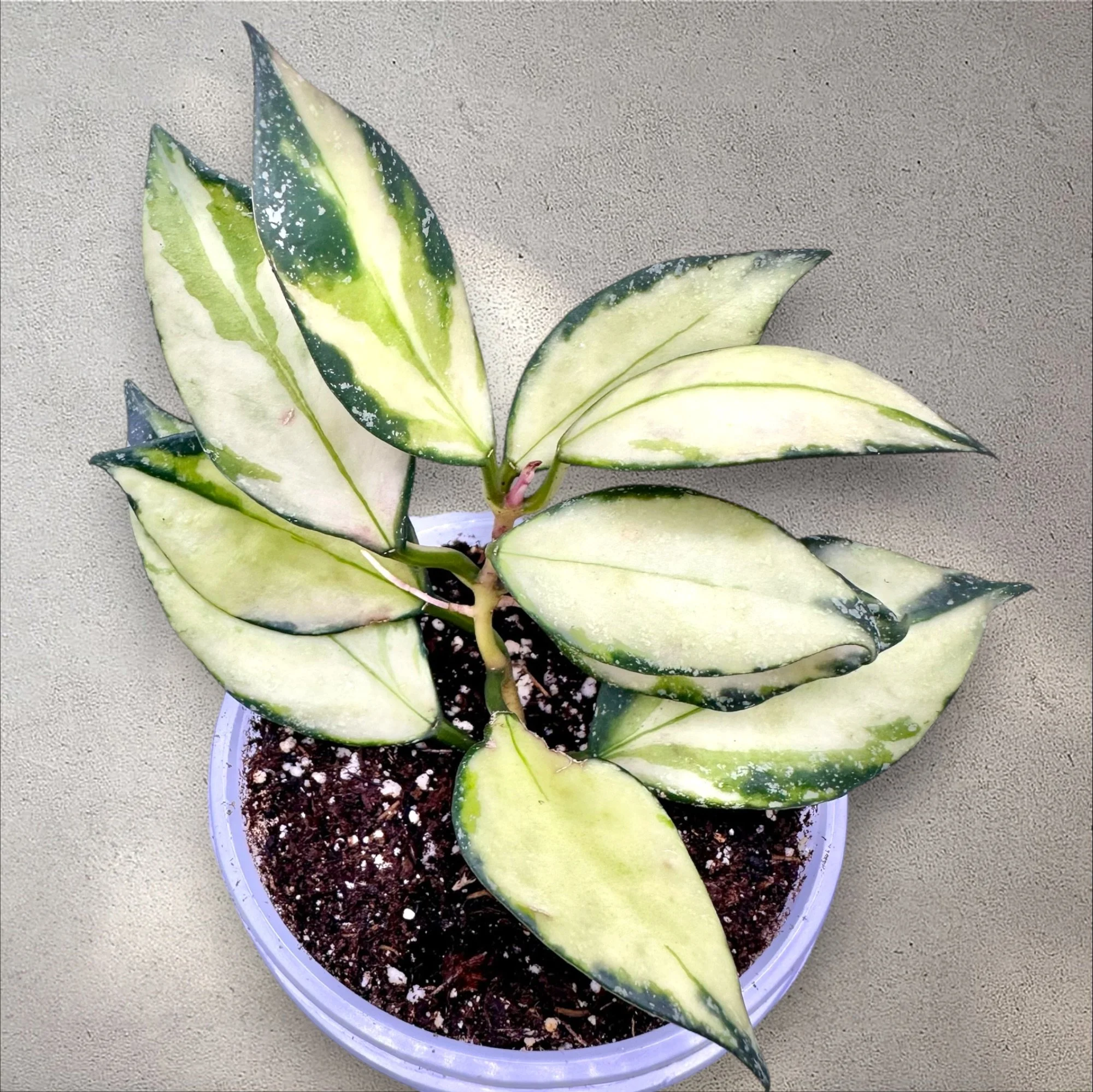Hoya Nabawensis Variegated (RARE)