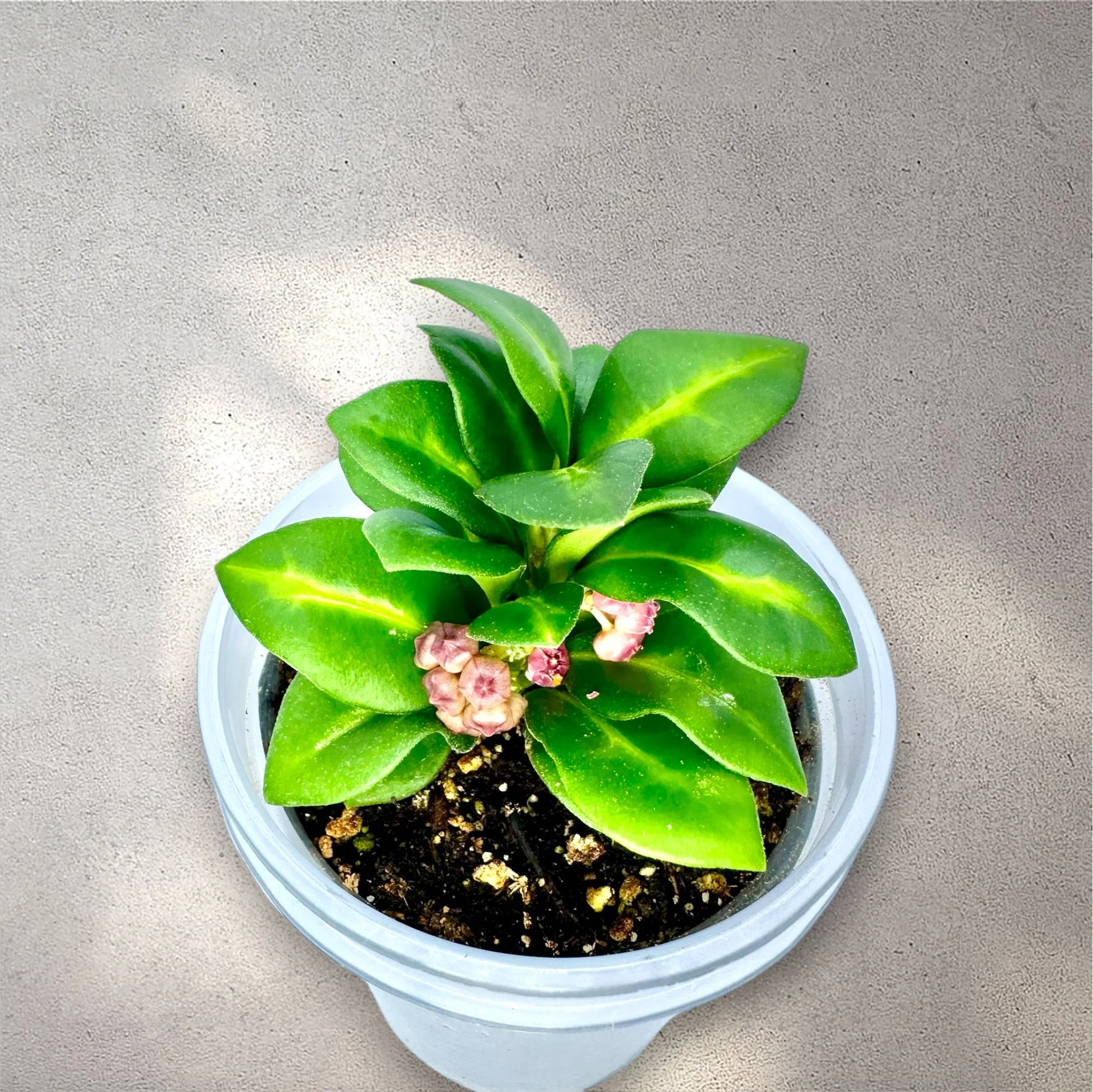 Photoroom_20260509_153230.JPG