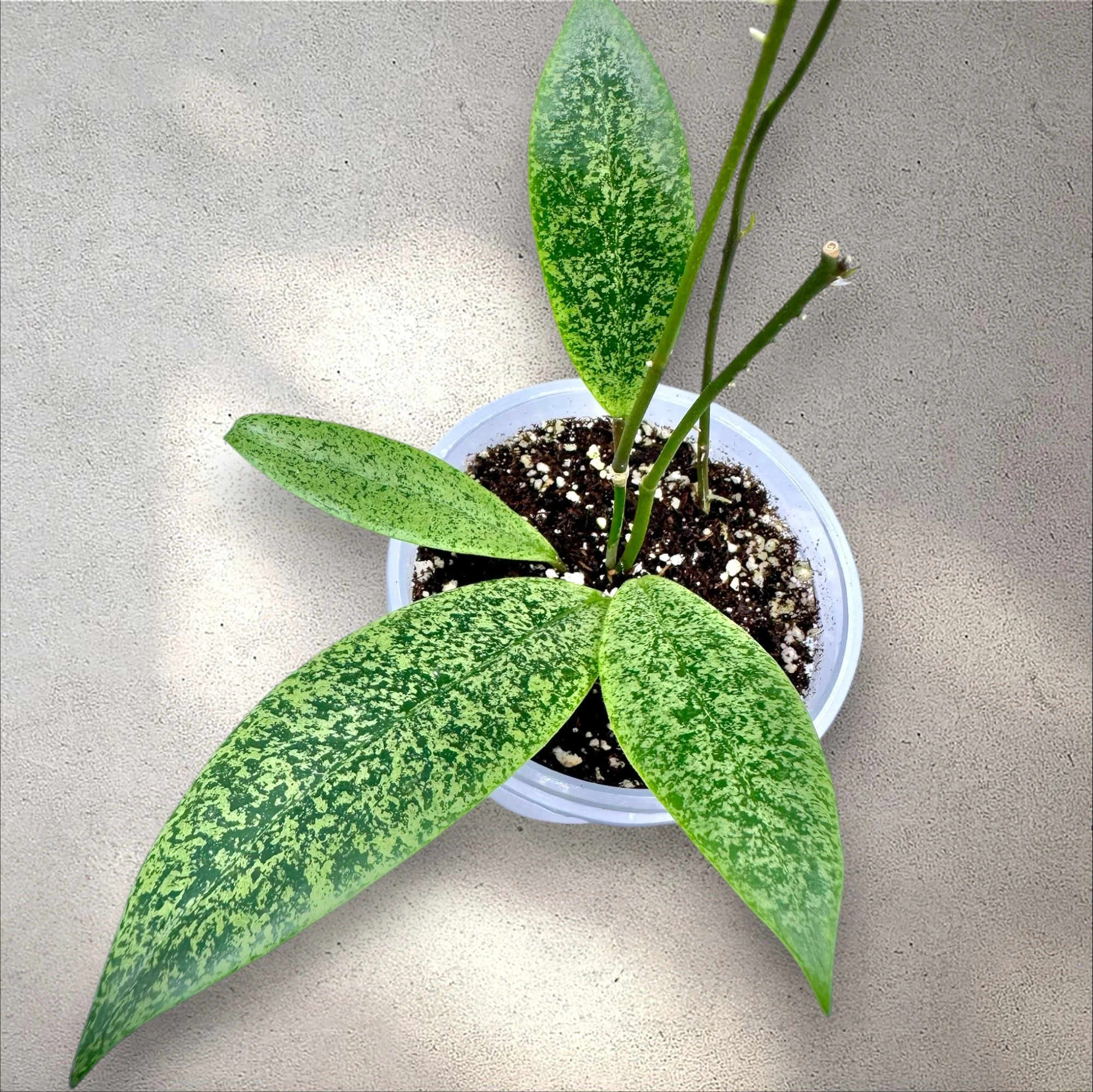 Hoya Jita Silver WRX02
