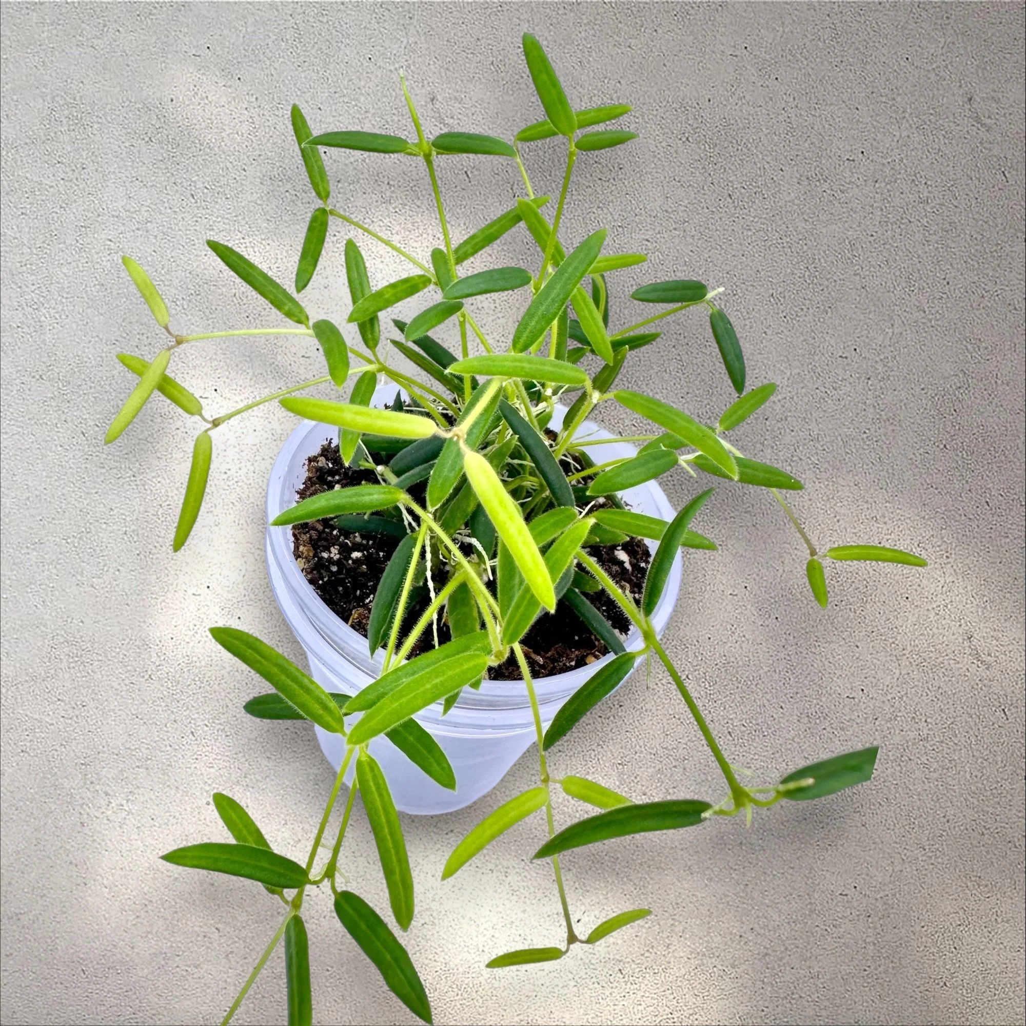 Hoya Linearis