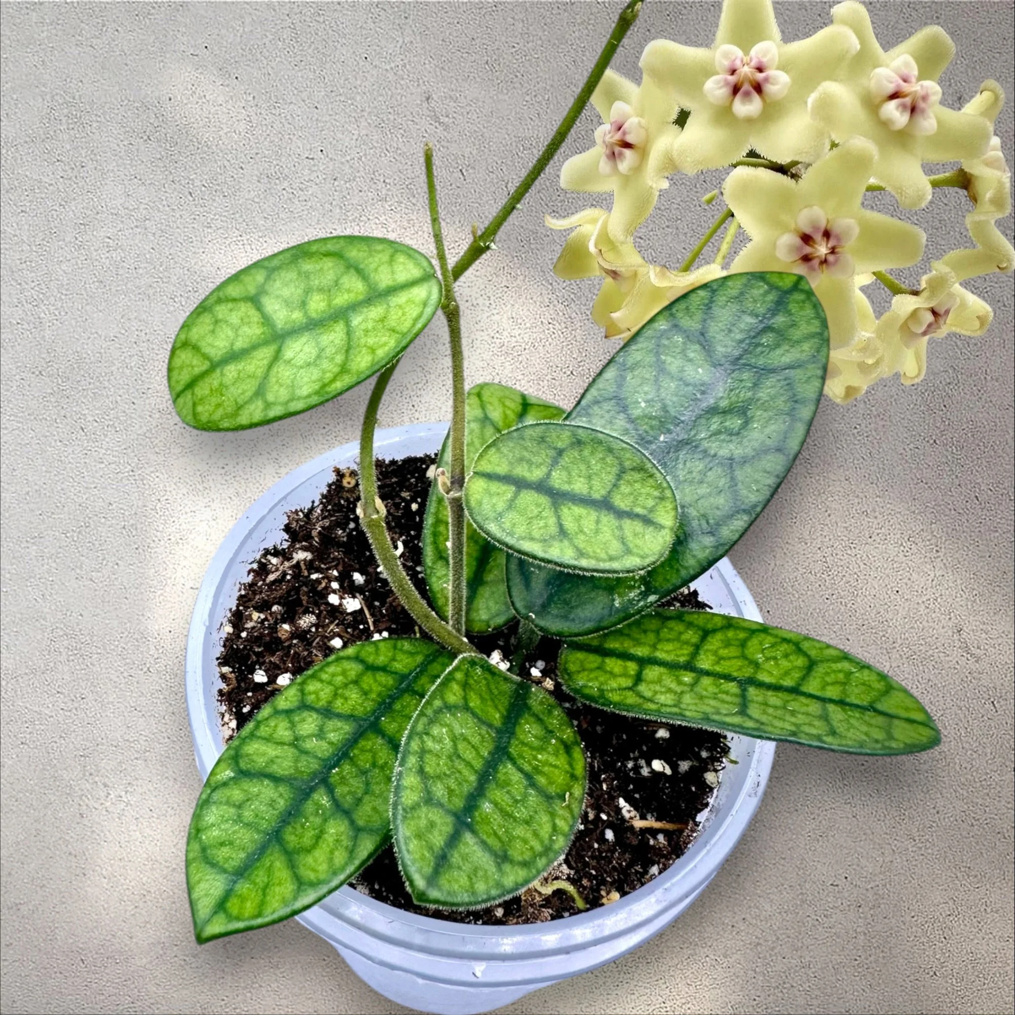 Hoya Lyi 'NOID' - (AKA Hoya Sichuanensis)