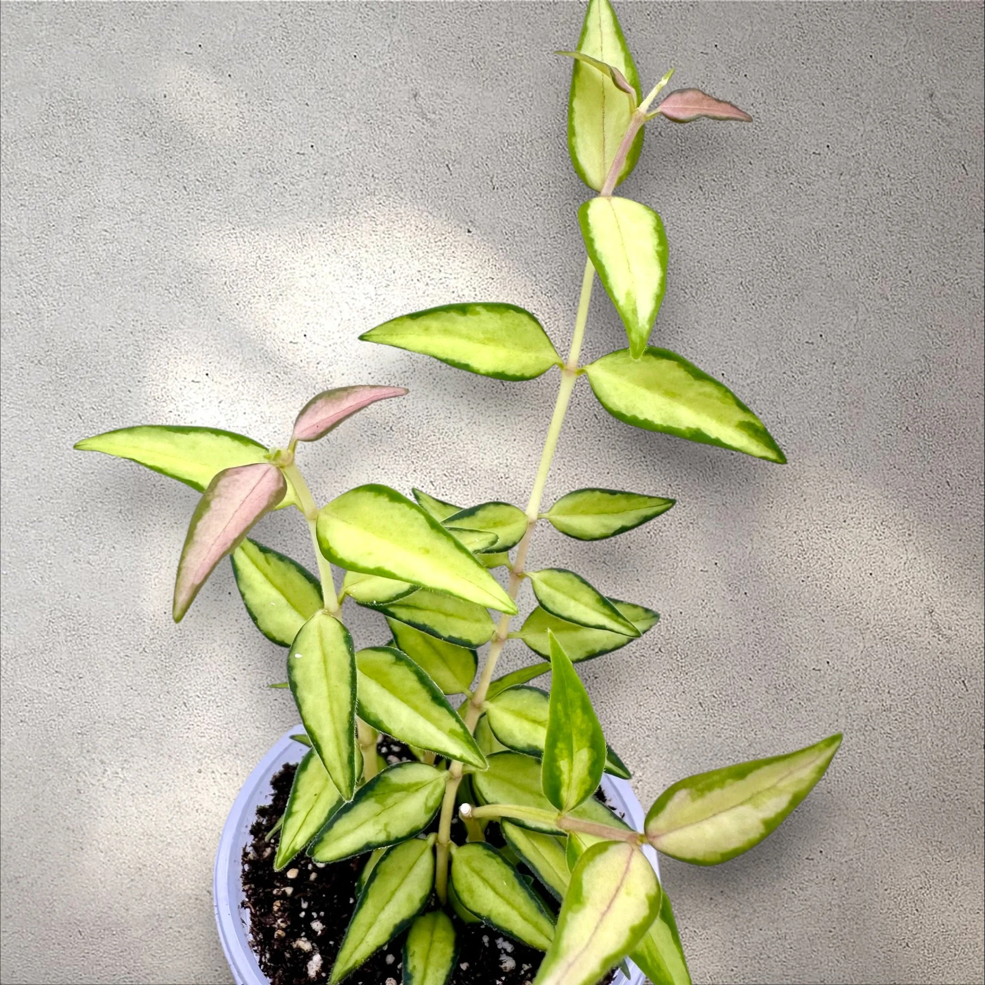 Hoya Bella 'Lida Buis'