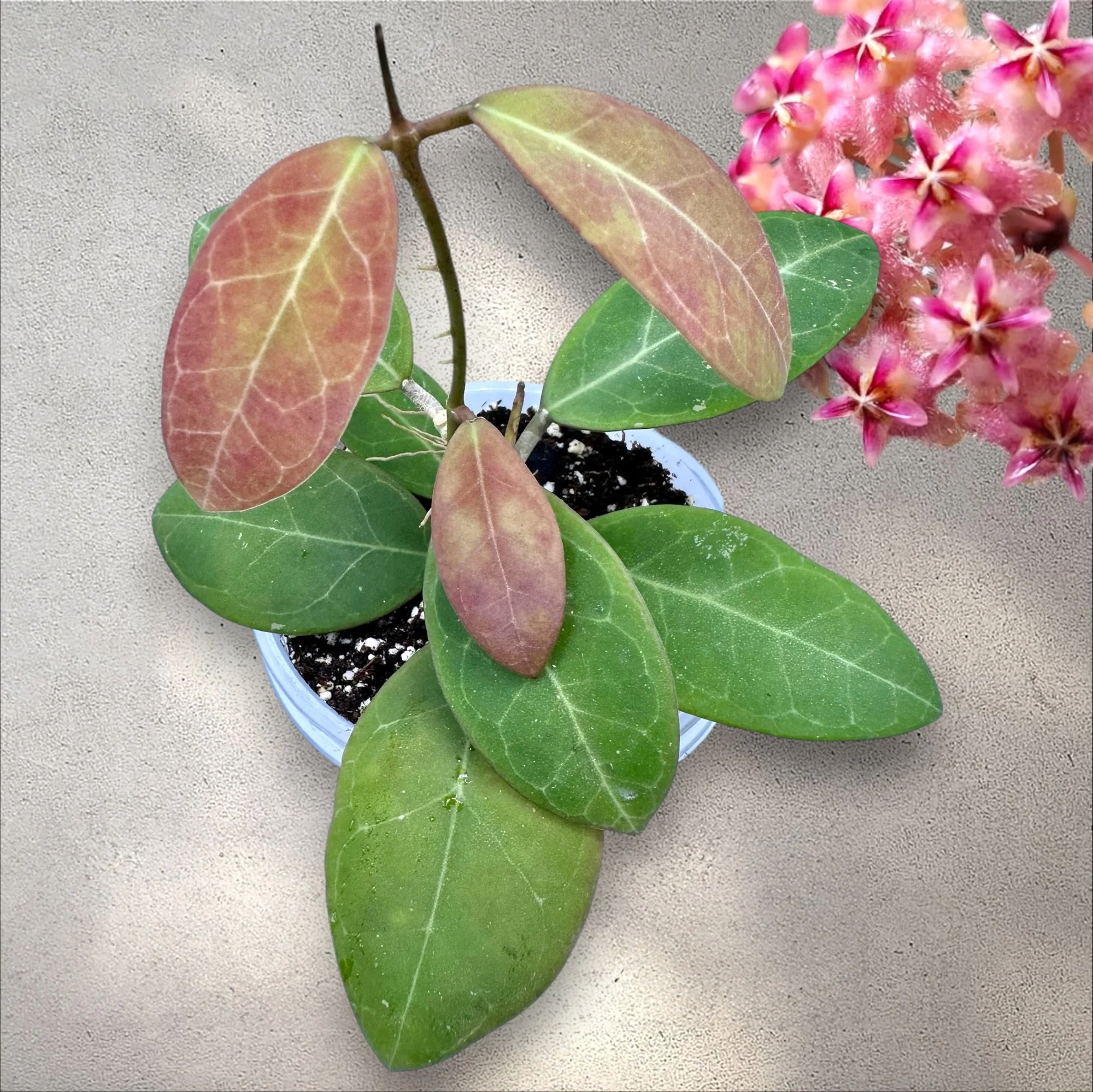Hoya RCX 50