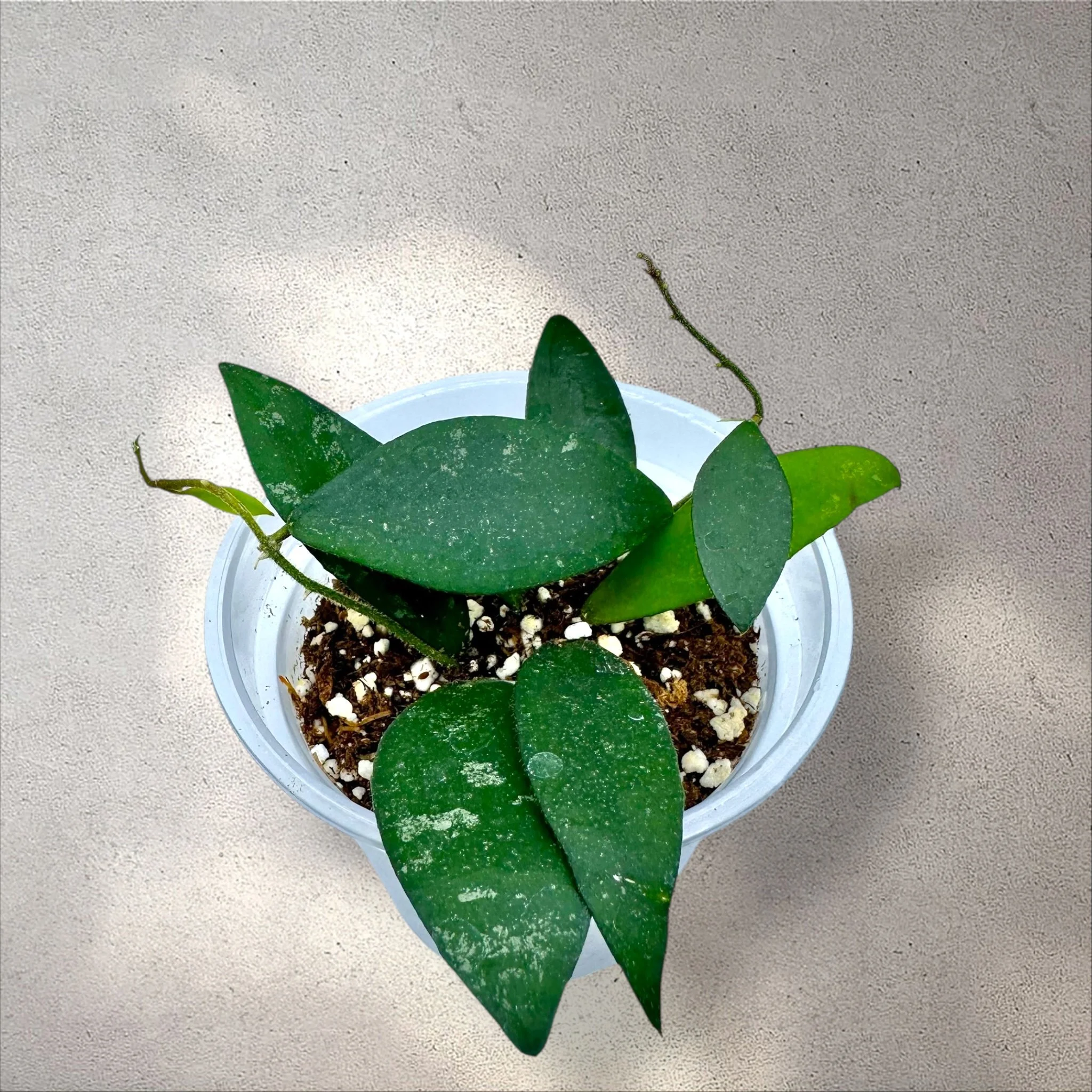 Hoya Pulleana (IM-02) — Plant Positivity with Rowe