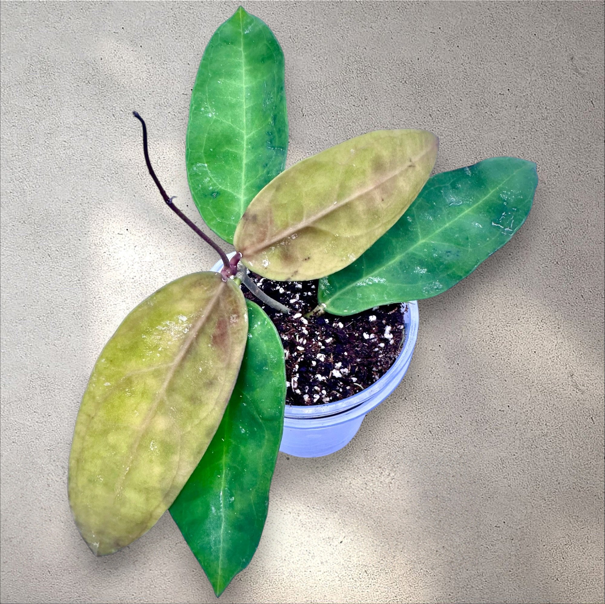 Hoya Kaikoeana