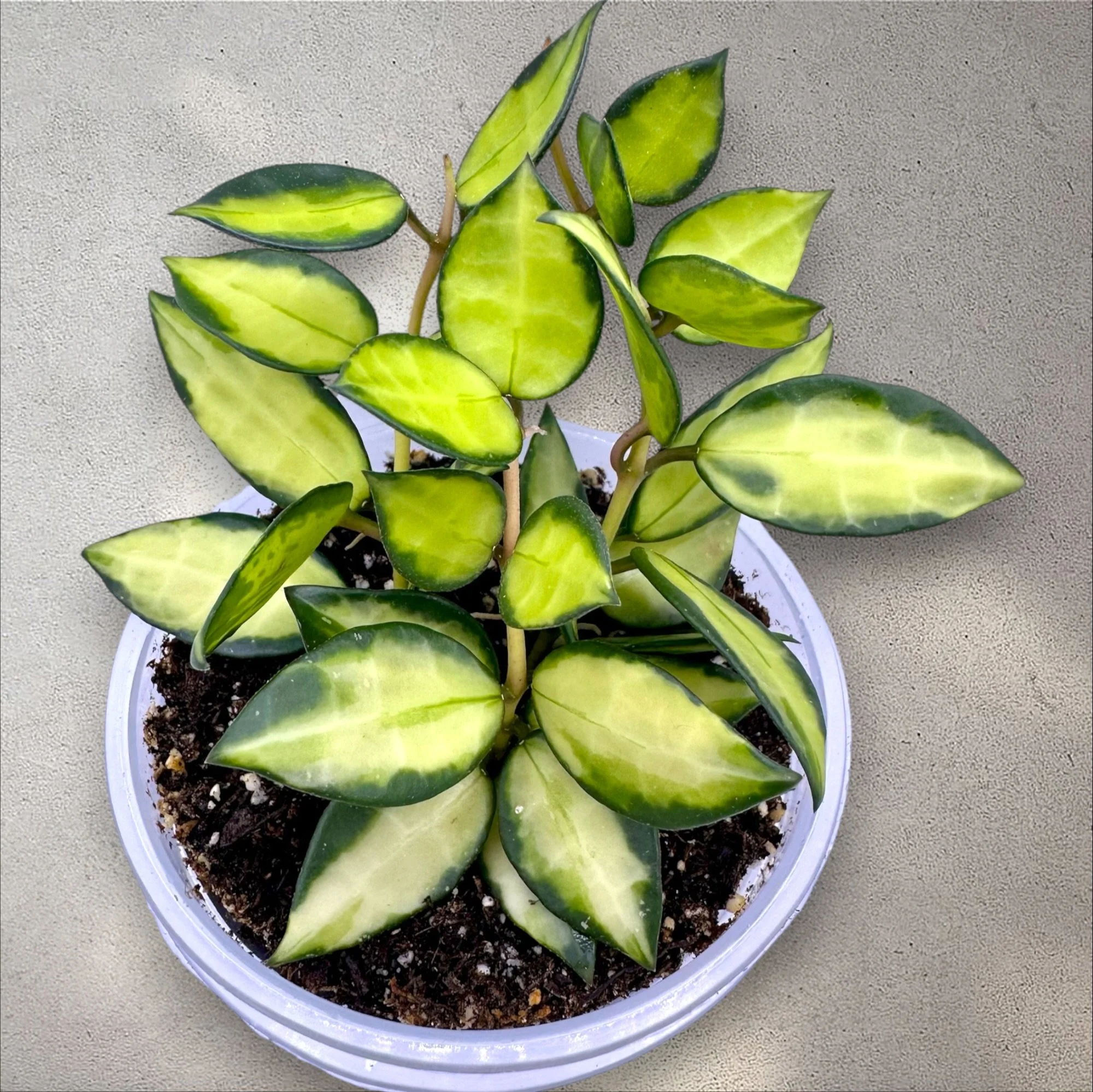 Hoya Lacunosa 'Queen Midori'