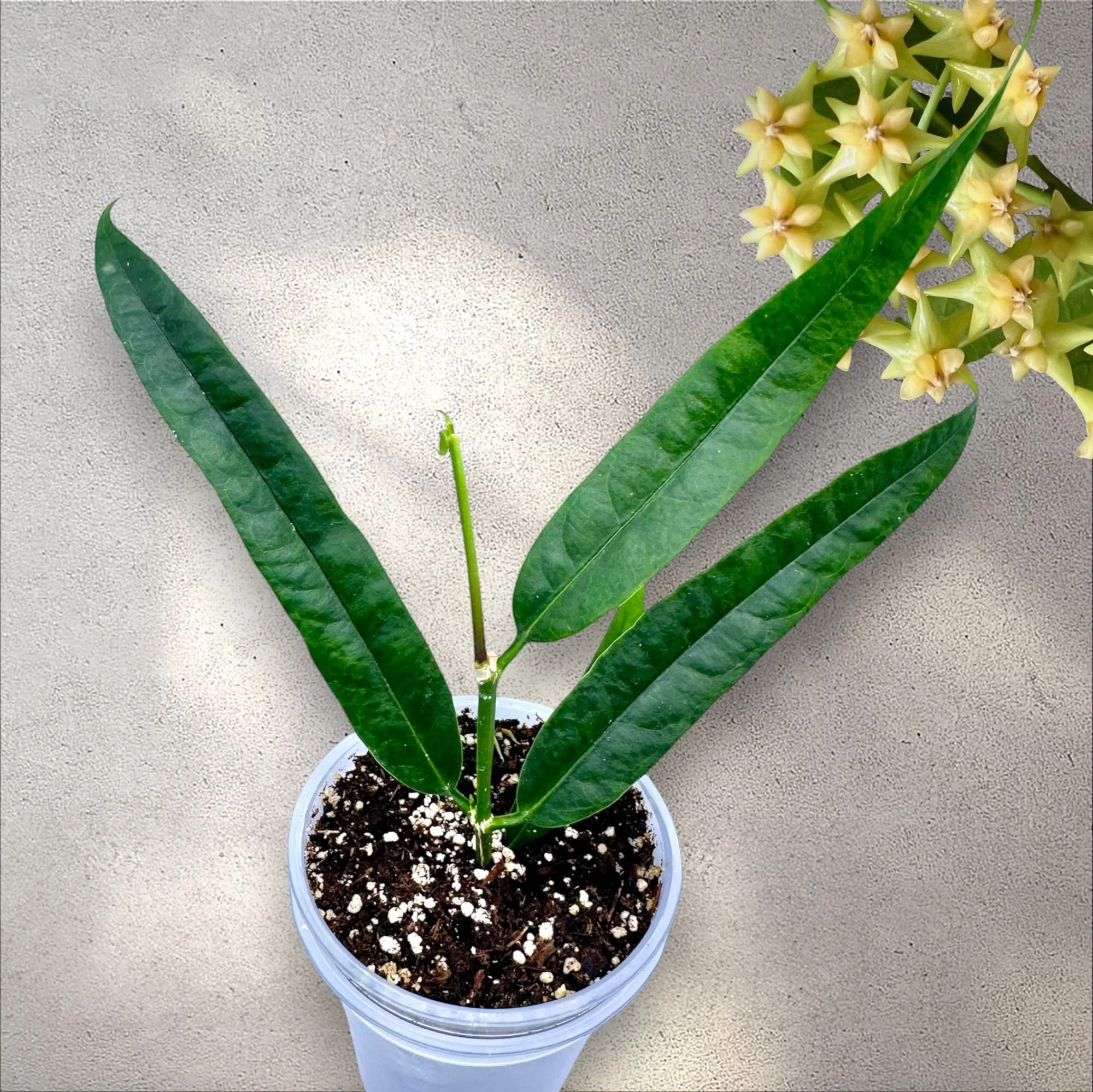 Hoya Platycaulis
