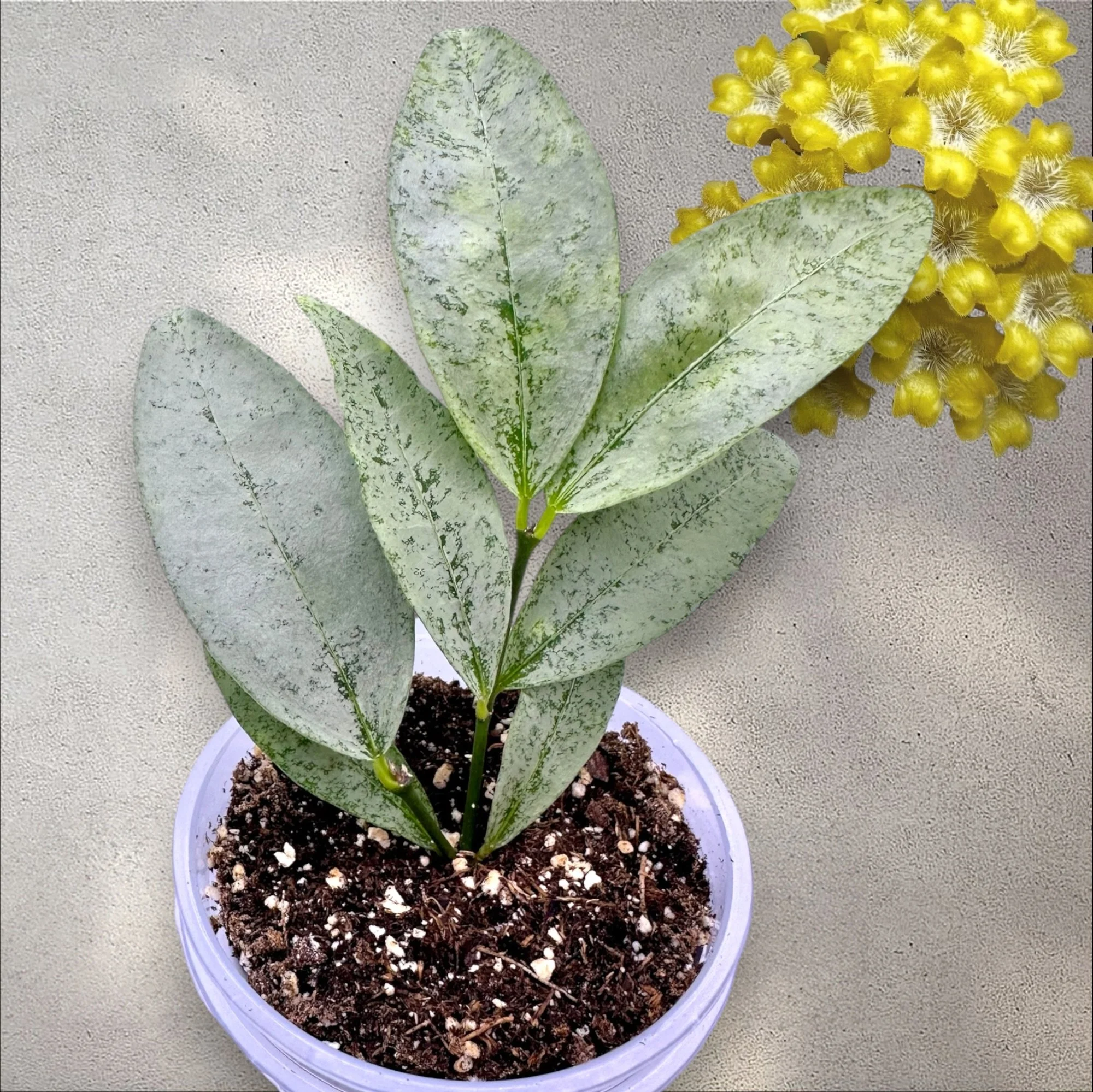 Hoya Amicabilis Silver (RARE)