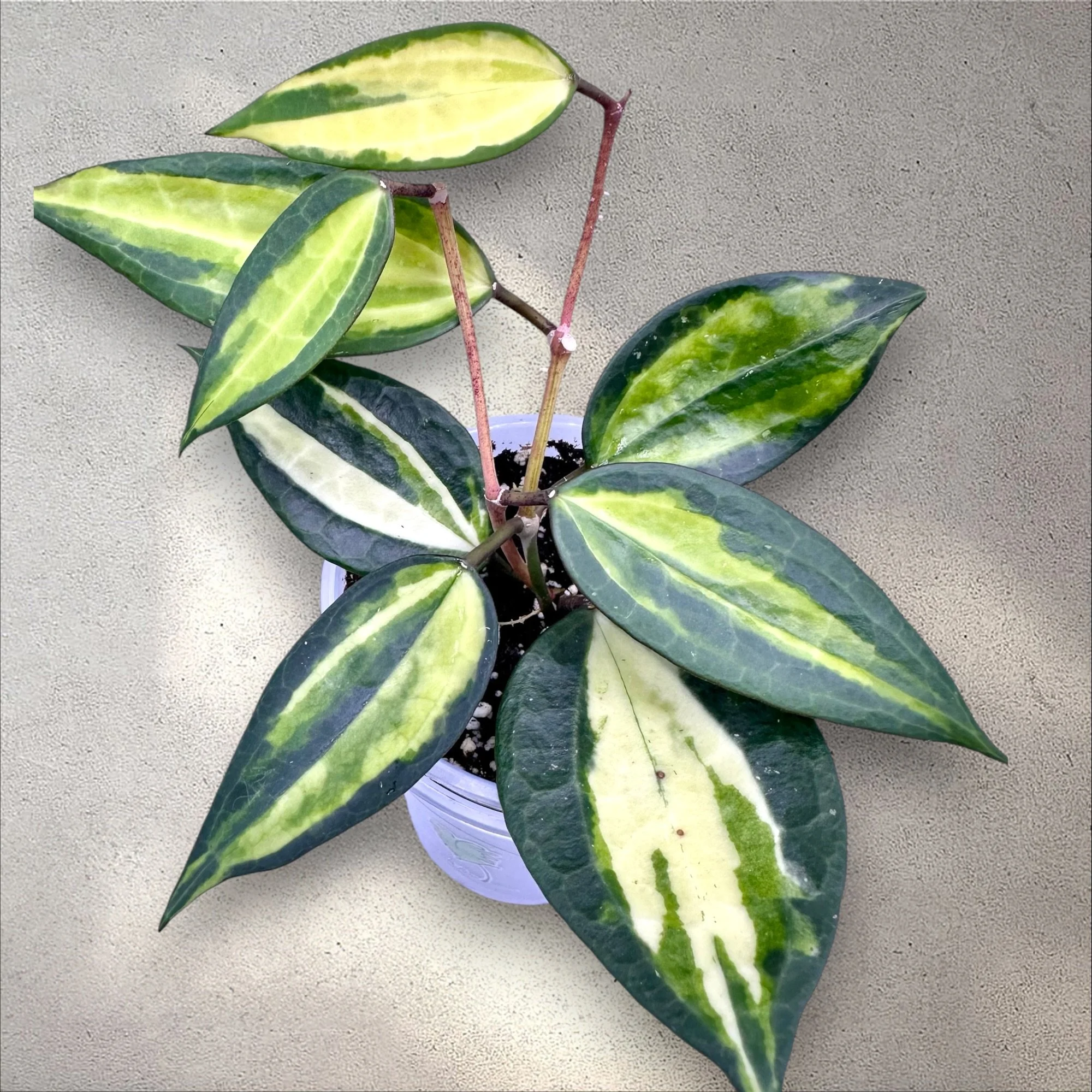 Hoya Macrophylla Var Inside - Pot of Gold