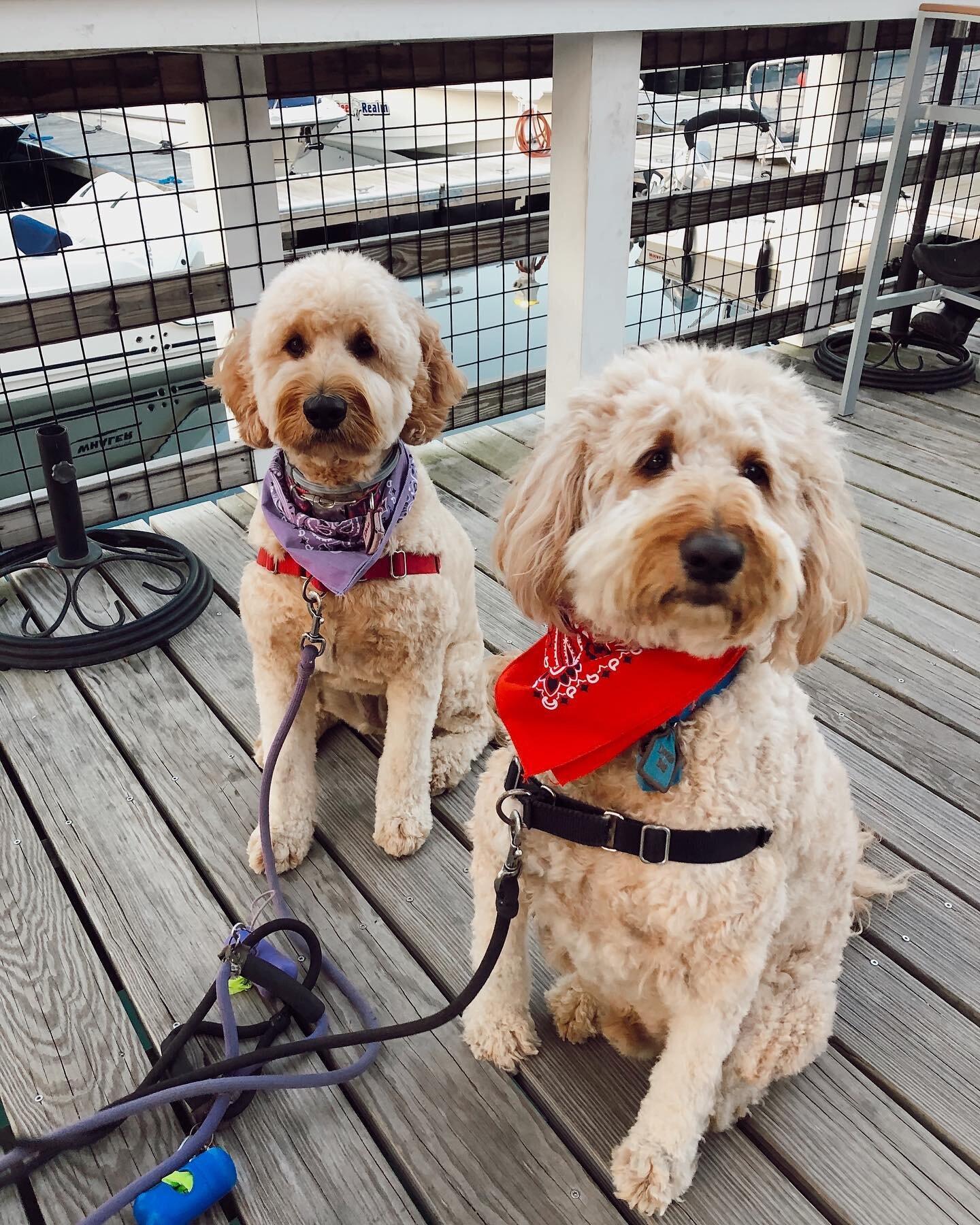 The Deck opens at 4:00pm today!!! Come on down!! 🍹🍽🌊🛥 🐶 #dogfriendly #yorkharbormaine #deckdining #yorkmaine