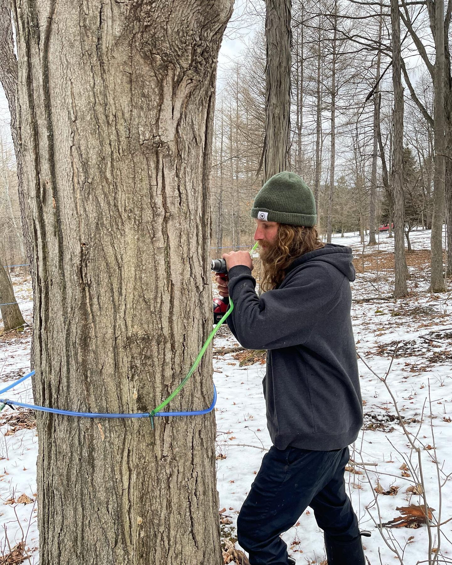 First day of the 2023 maple season! The sap was running while we spent the day in our sugar bush tapping our trees! Looking forward to the first boil in a few days. 🍁