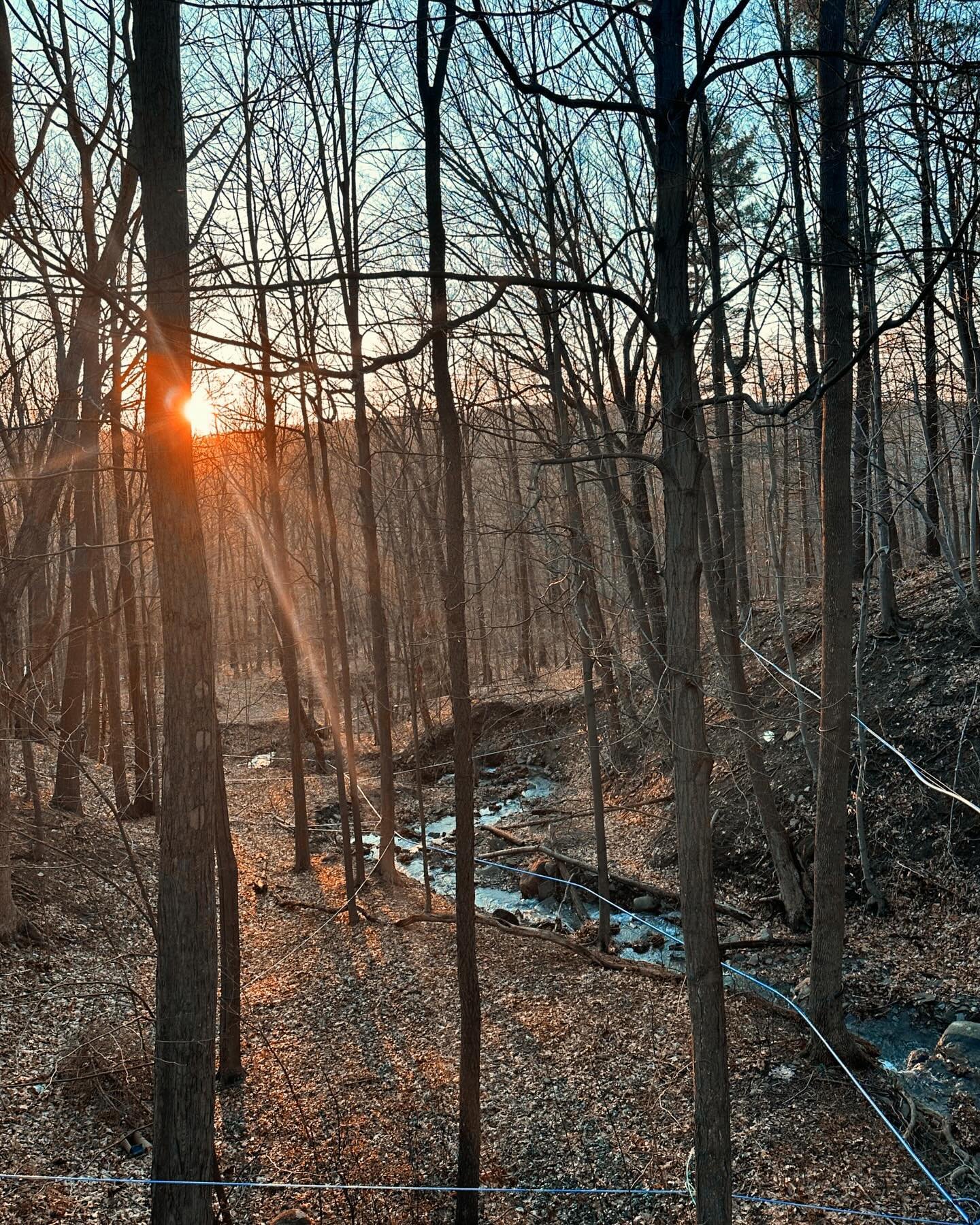 Golden hour in our sugar bush this evening! We had our last indoor Brighton Market today. Looking forward to seeing everyone next week outside at the Brighton High School next Sunday 9am-1pm!